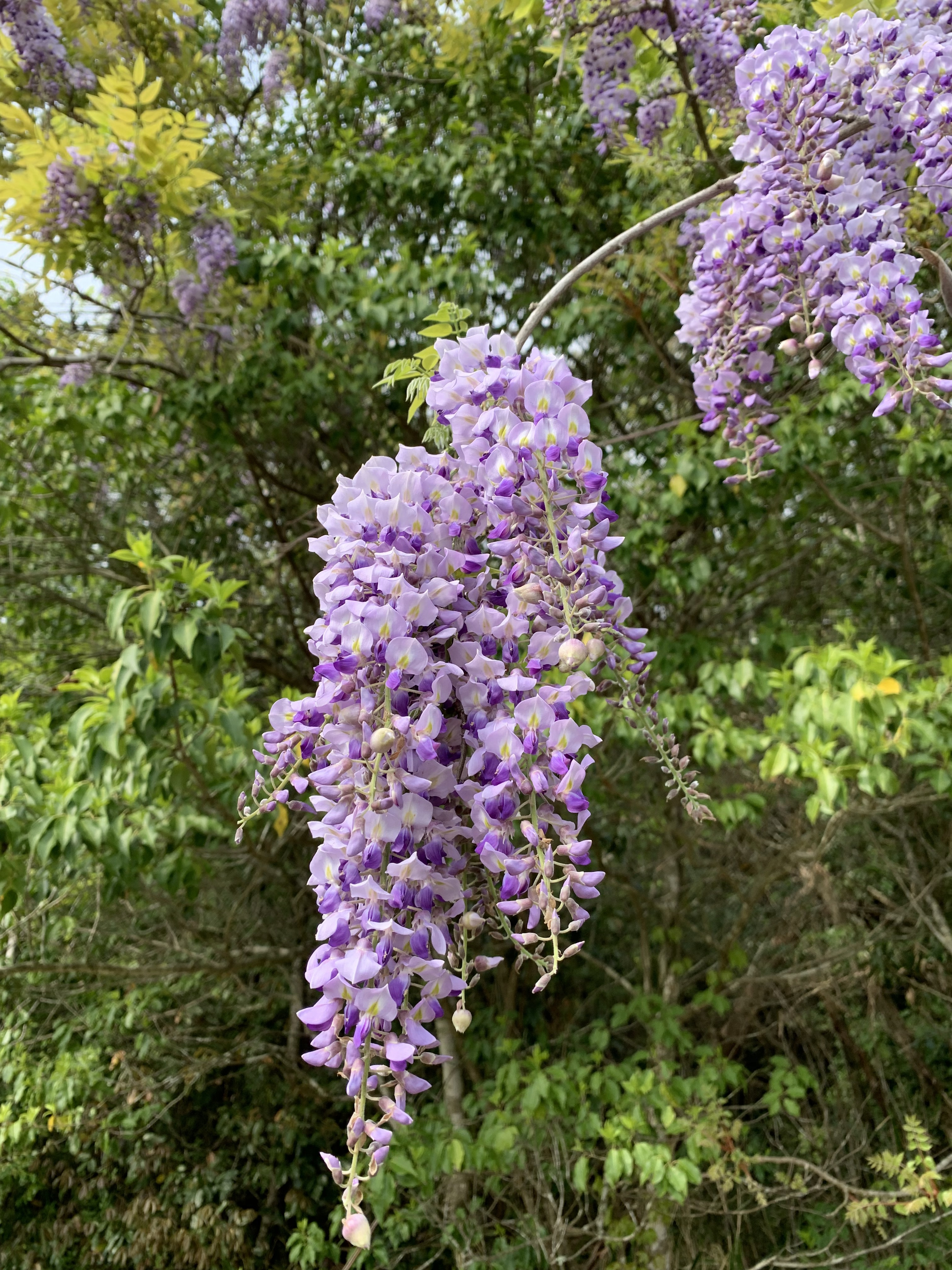 IMG_3494.jpeg