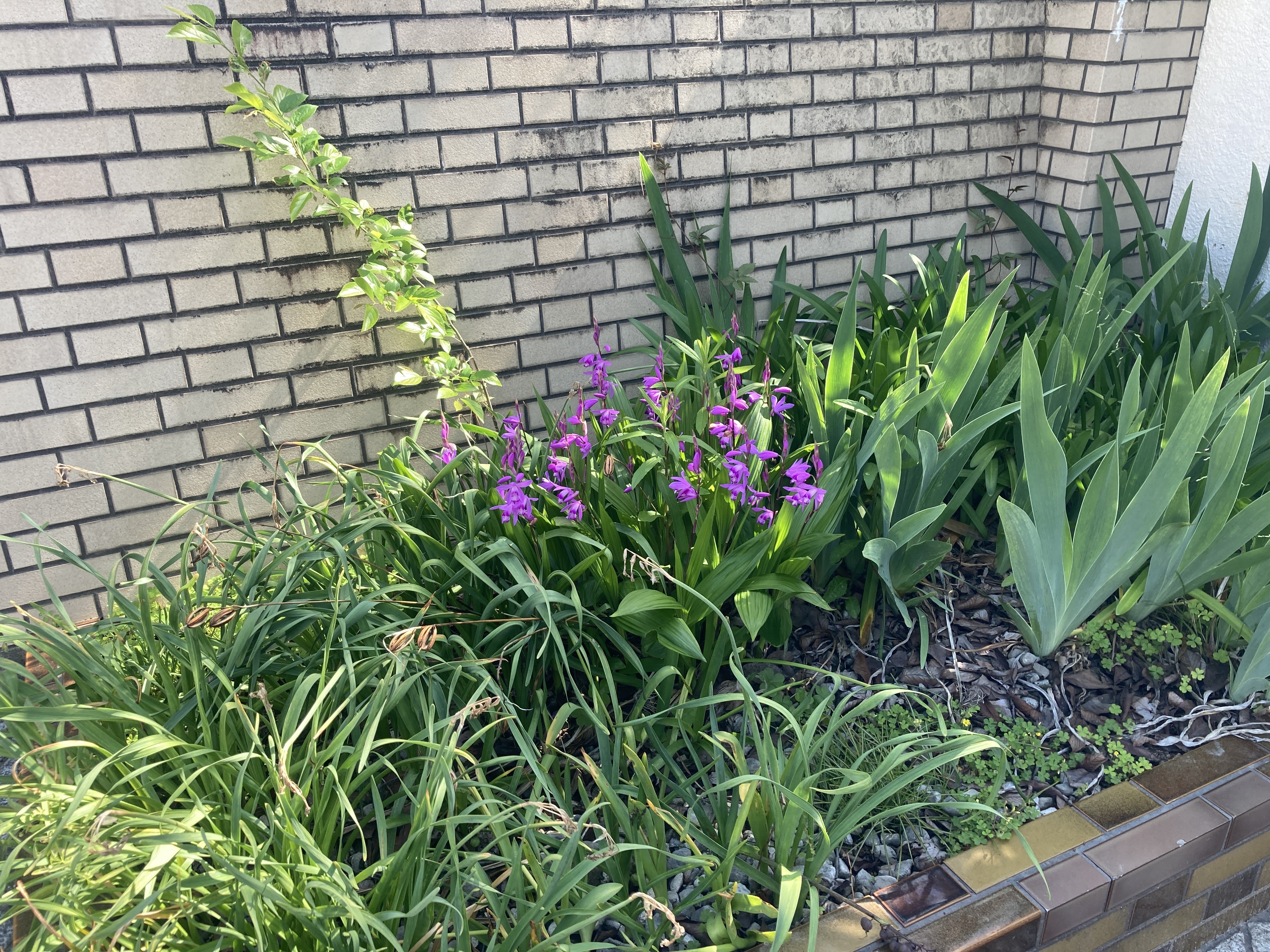 IMG_2187.jpeg