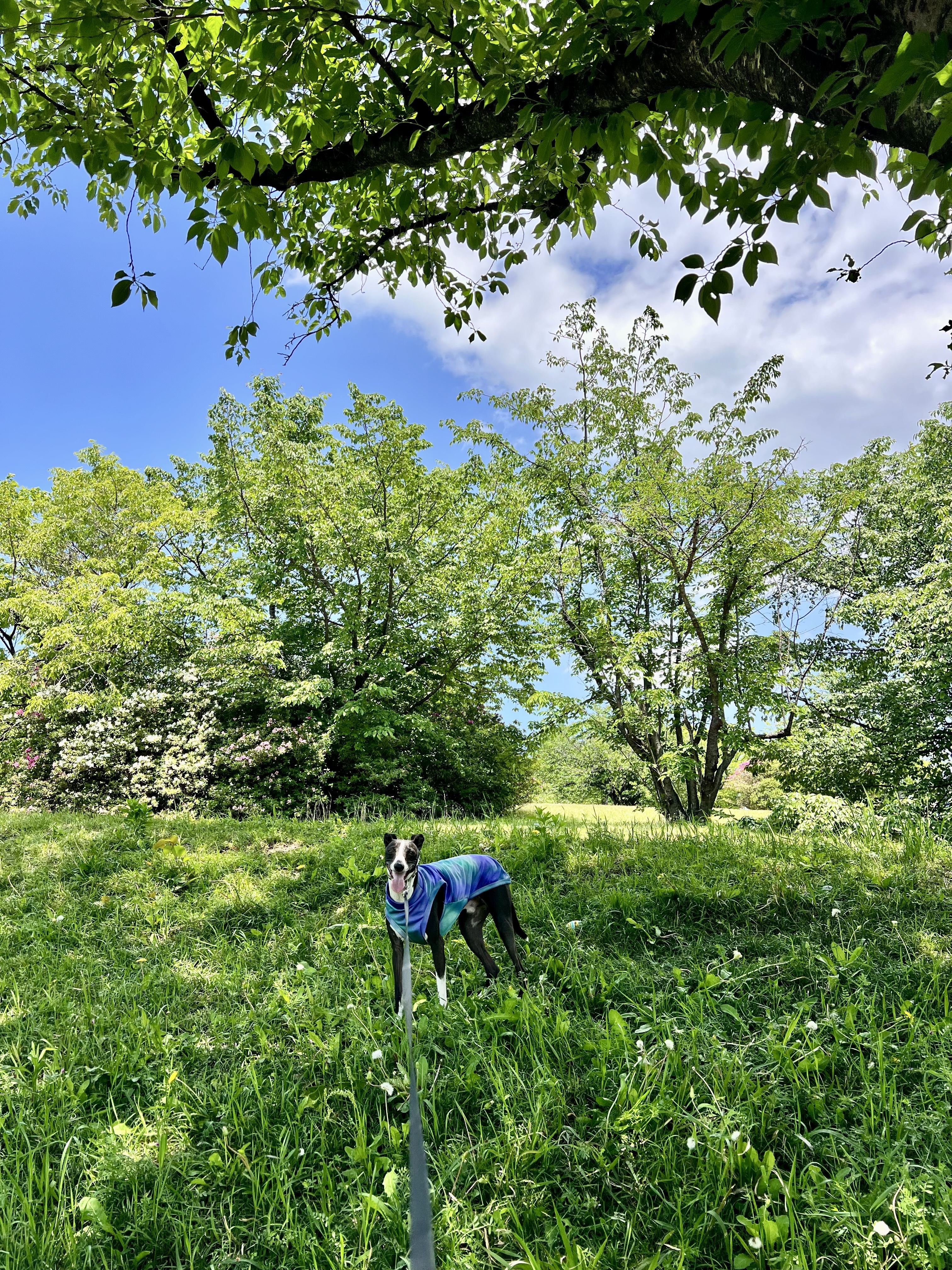 IMG_5434.jpeg