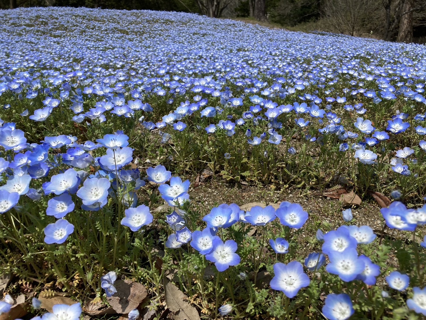 414B0157-1DC6-4C01-9B98-273216A9A8F8.jpeg