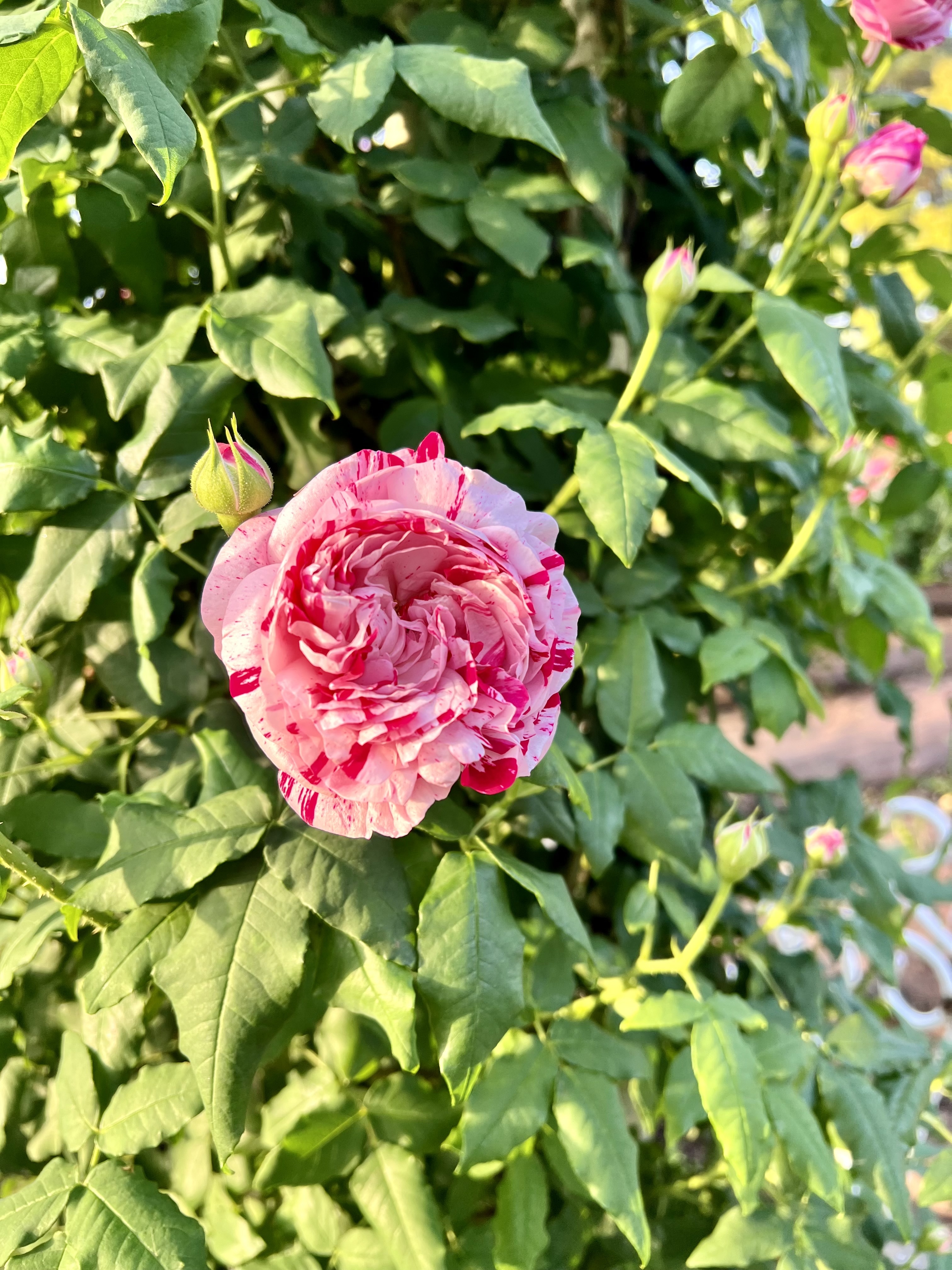 IMG_5546.jpeg