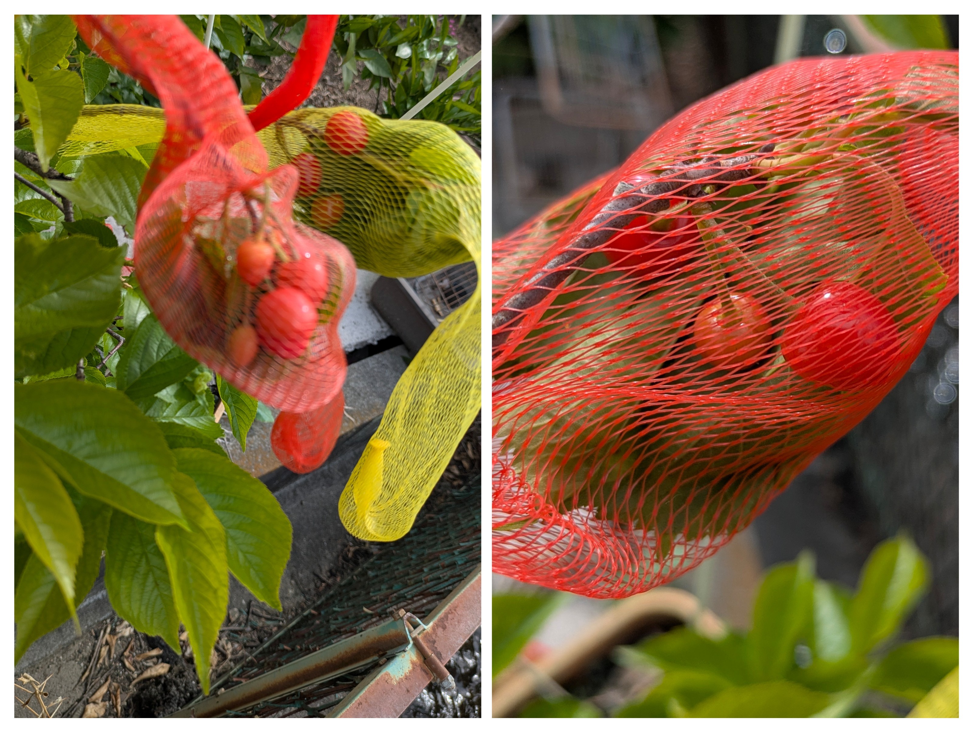20250505_090830-COLLAGE.jpg