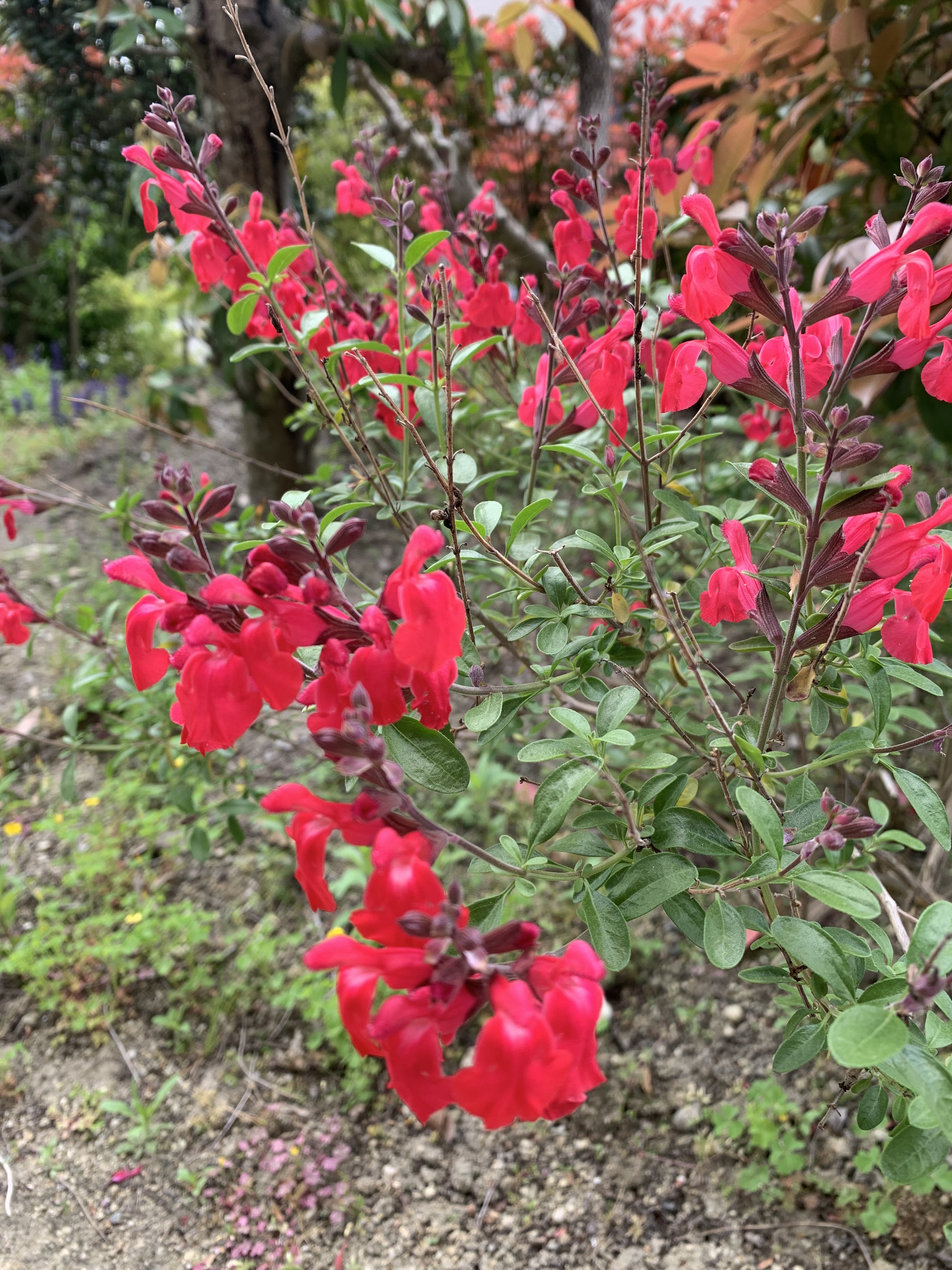 IMG_3499.jpeg