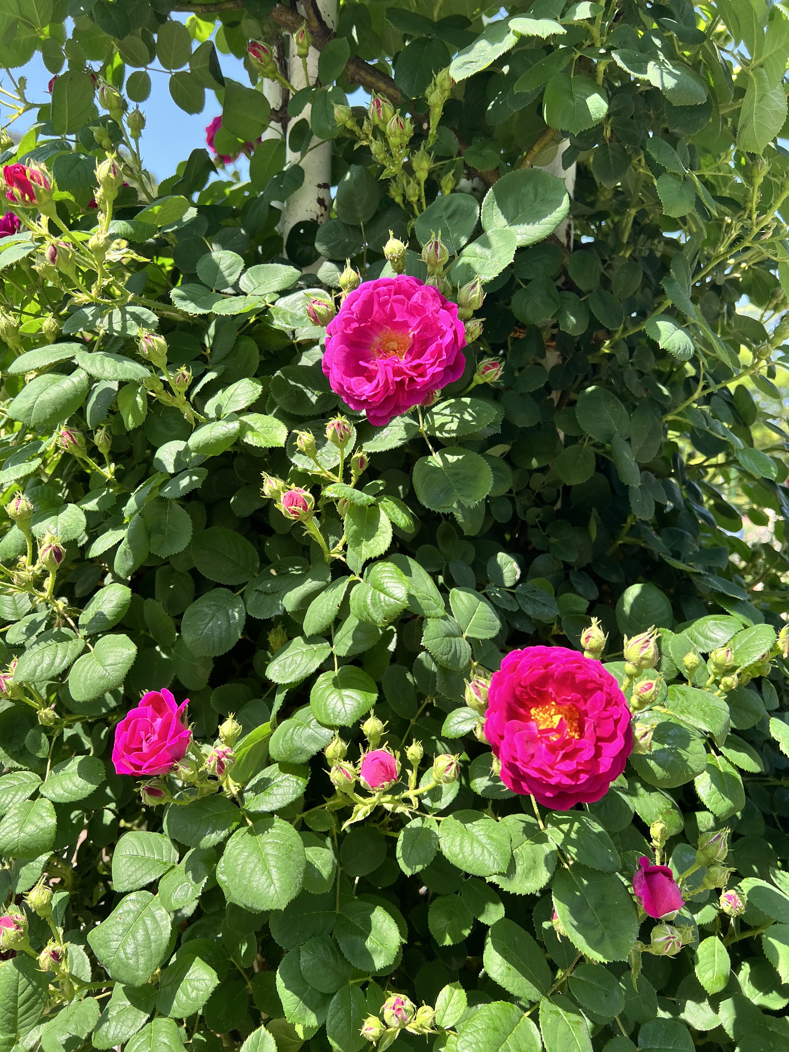 IMG_5764.jpeg