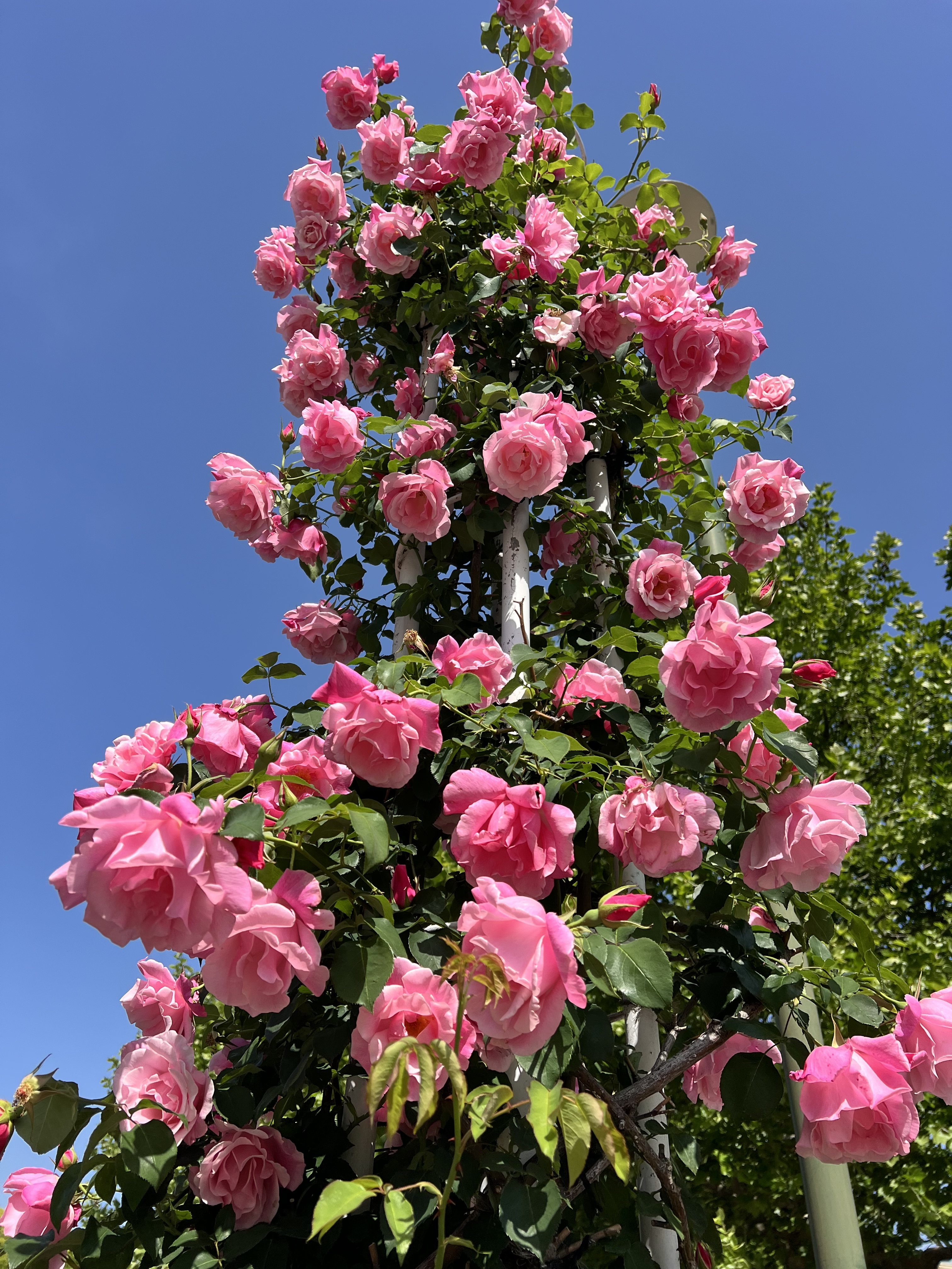 IMG_5693.jpeg