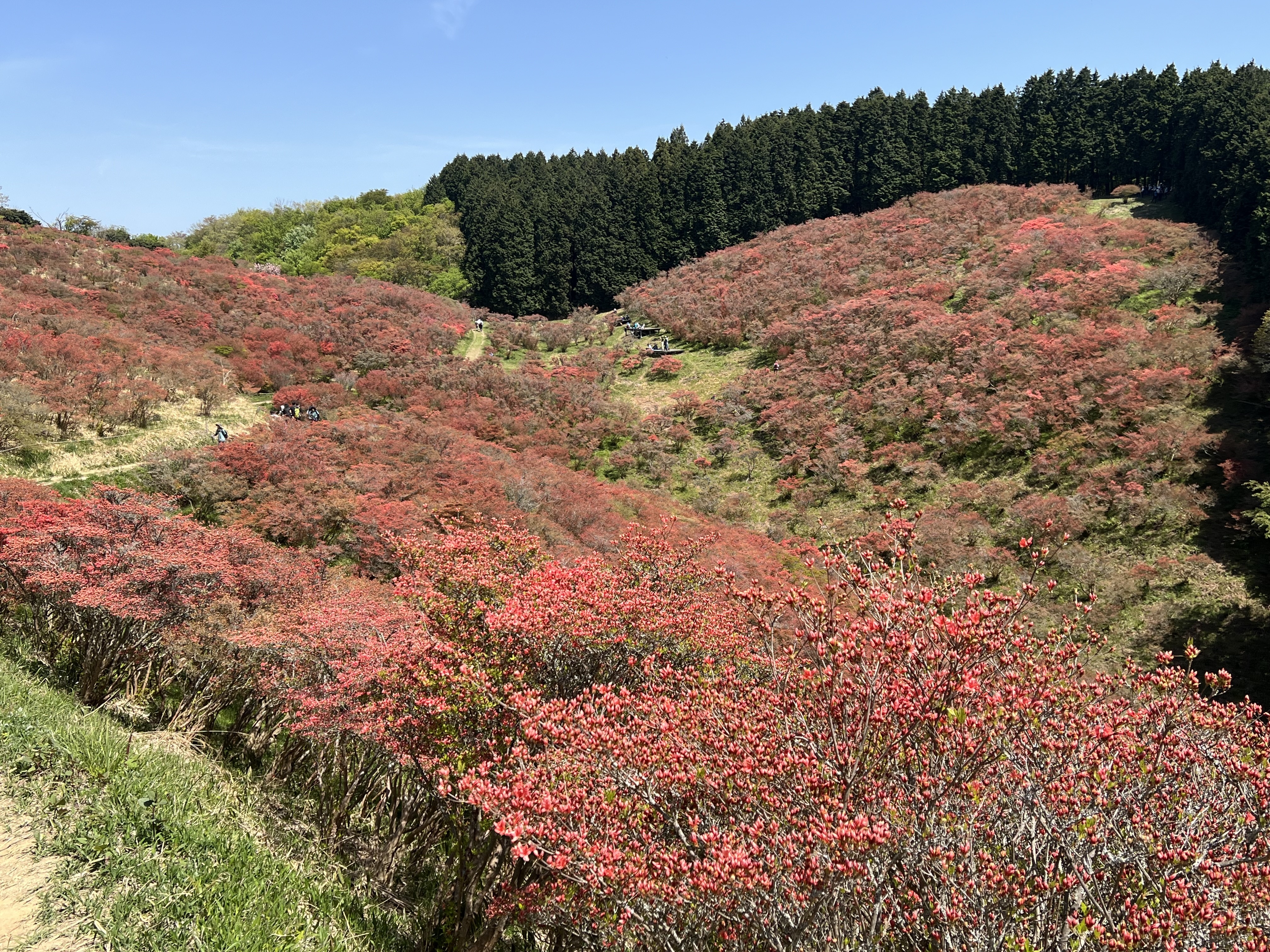IMG_4311.jpeg