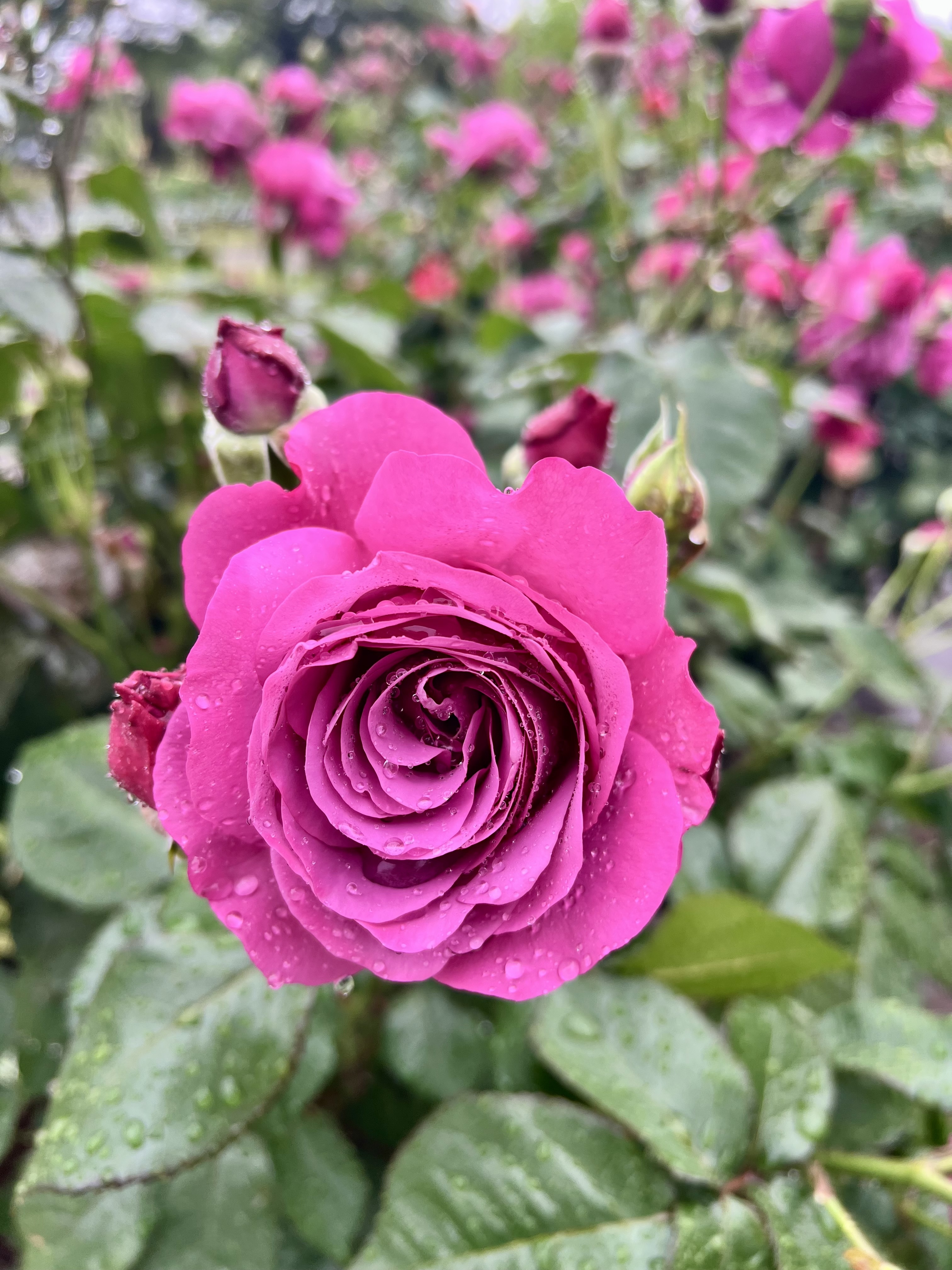 IMG_5885.jpeg