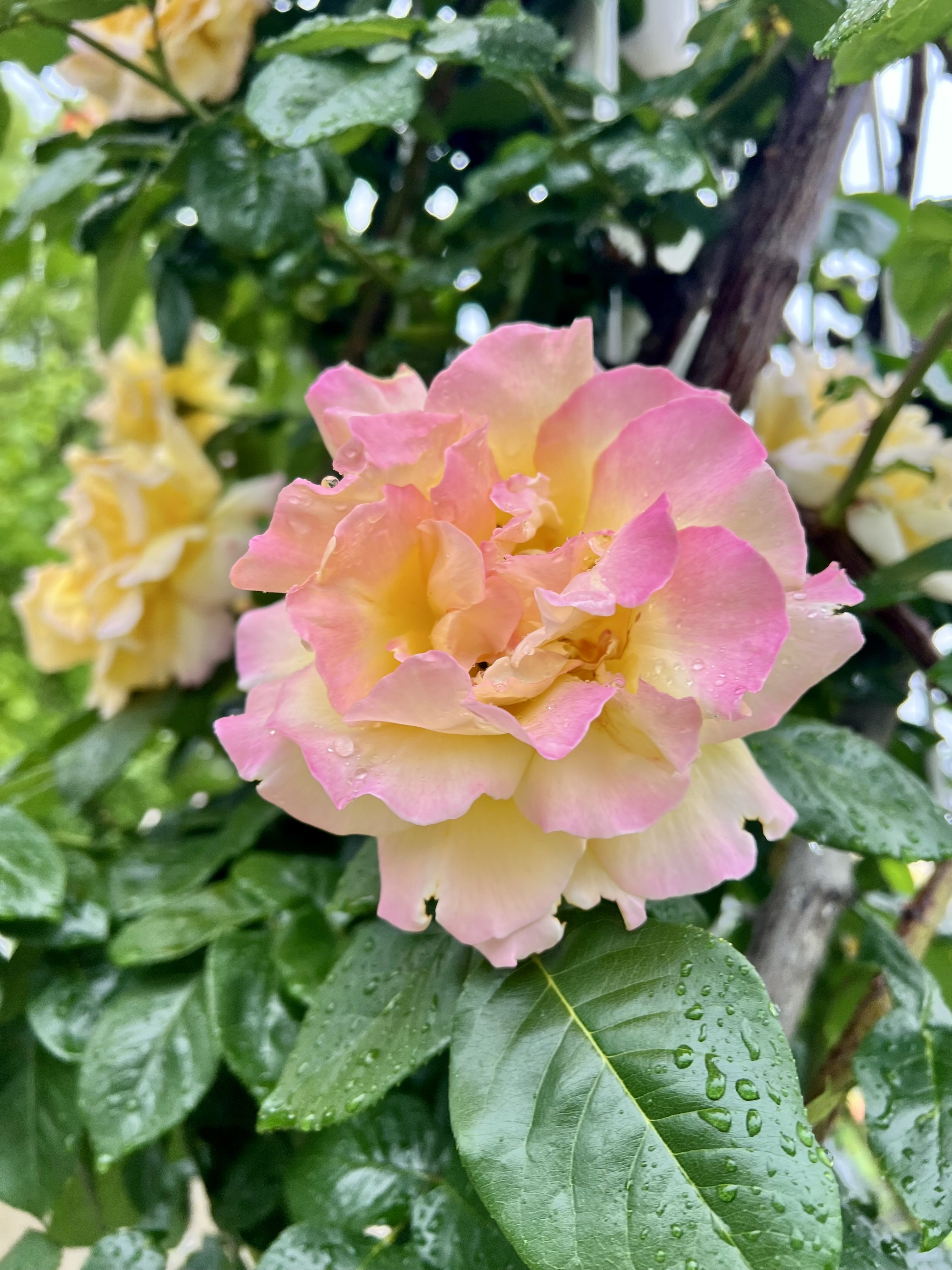 IMG_5835.jpeg