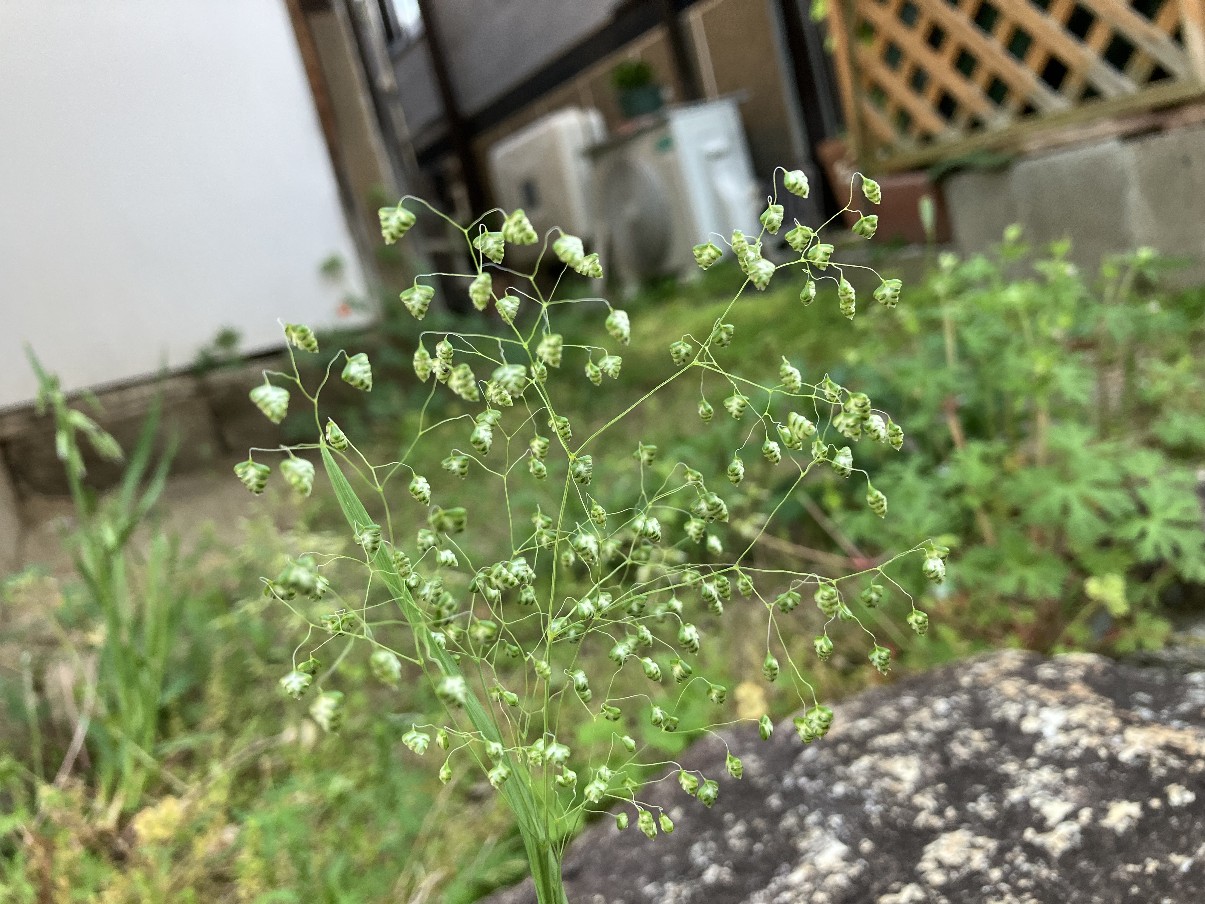 IMG_1414.jpeg
