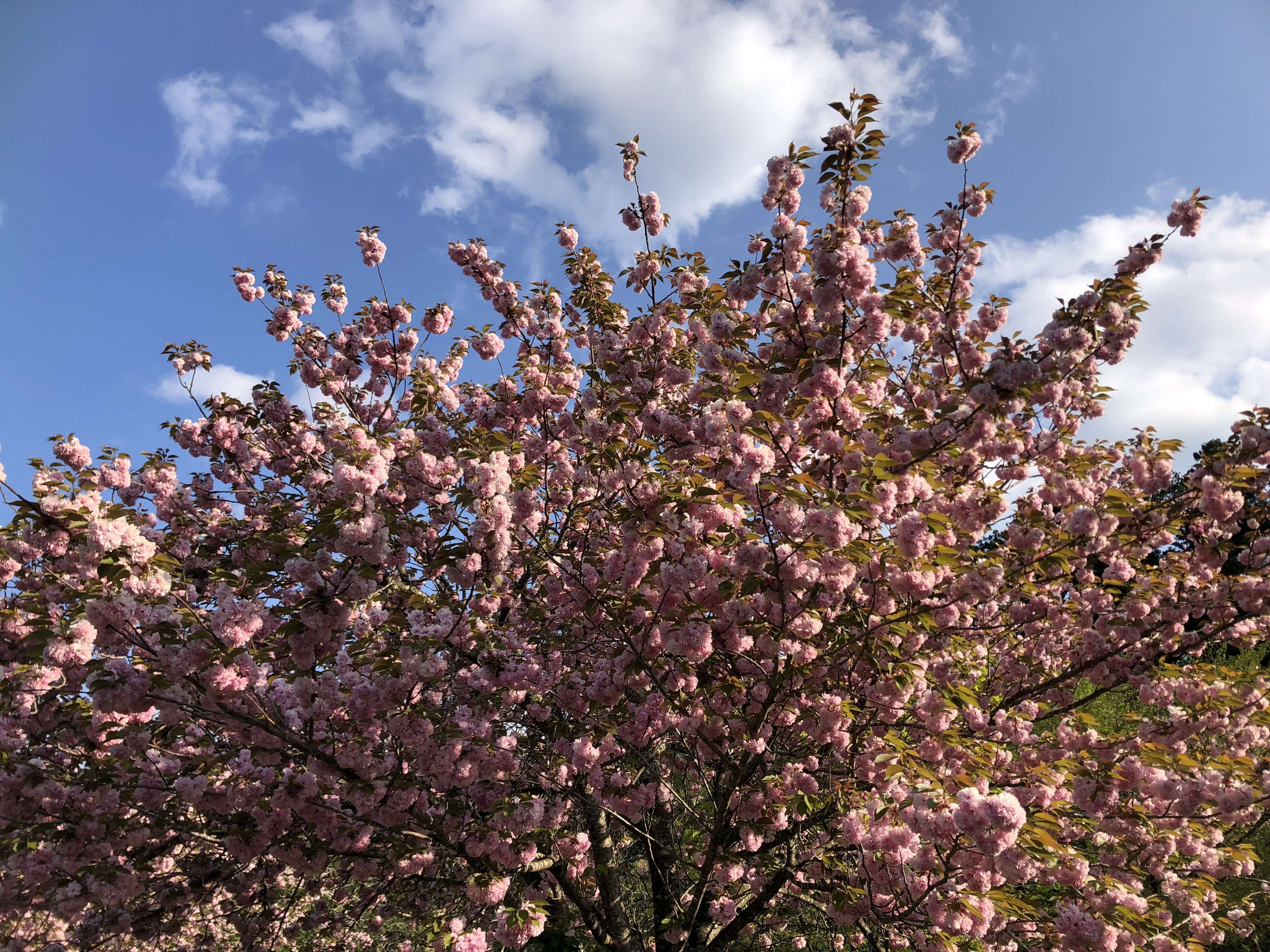 IMG_1984.jpeg