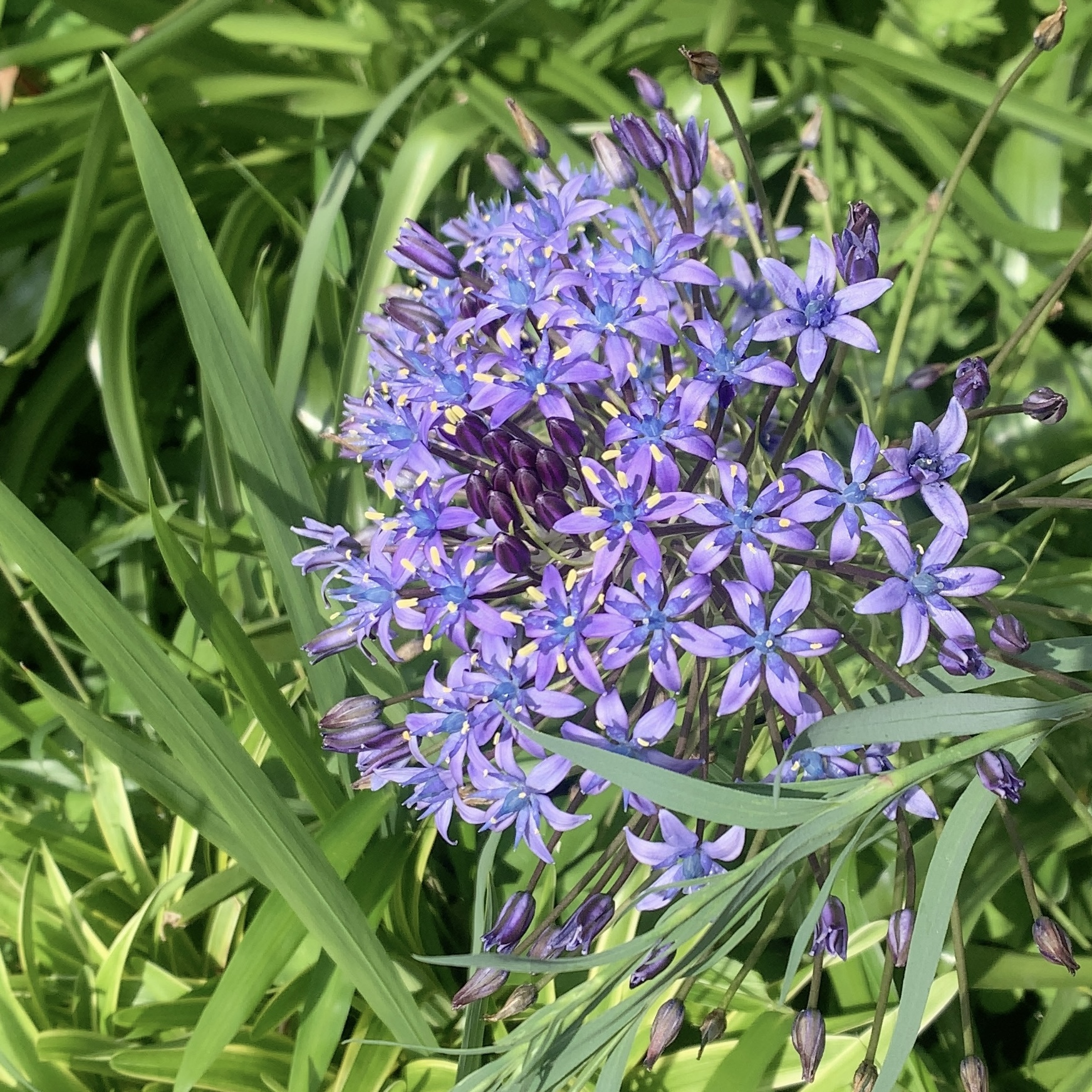 IMG_0507.jpeg