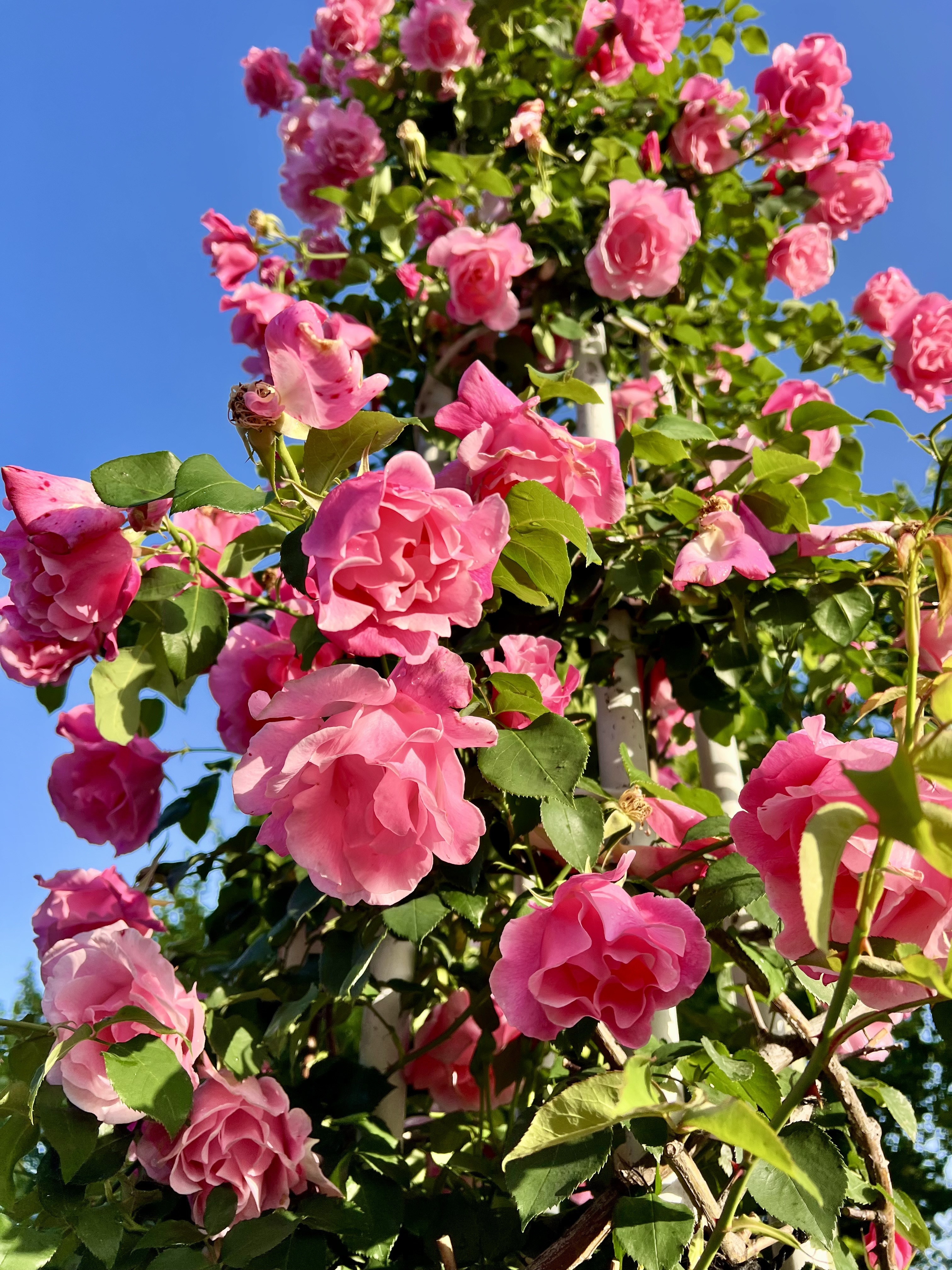IMG_6013.jpeg