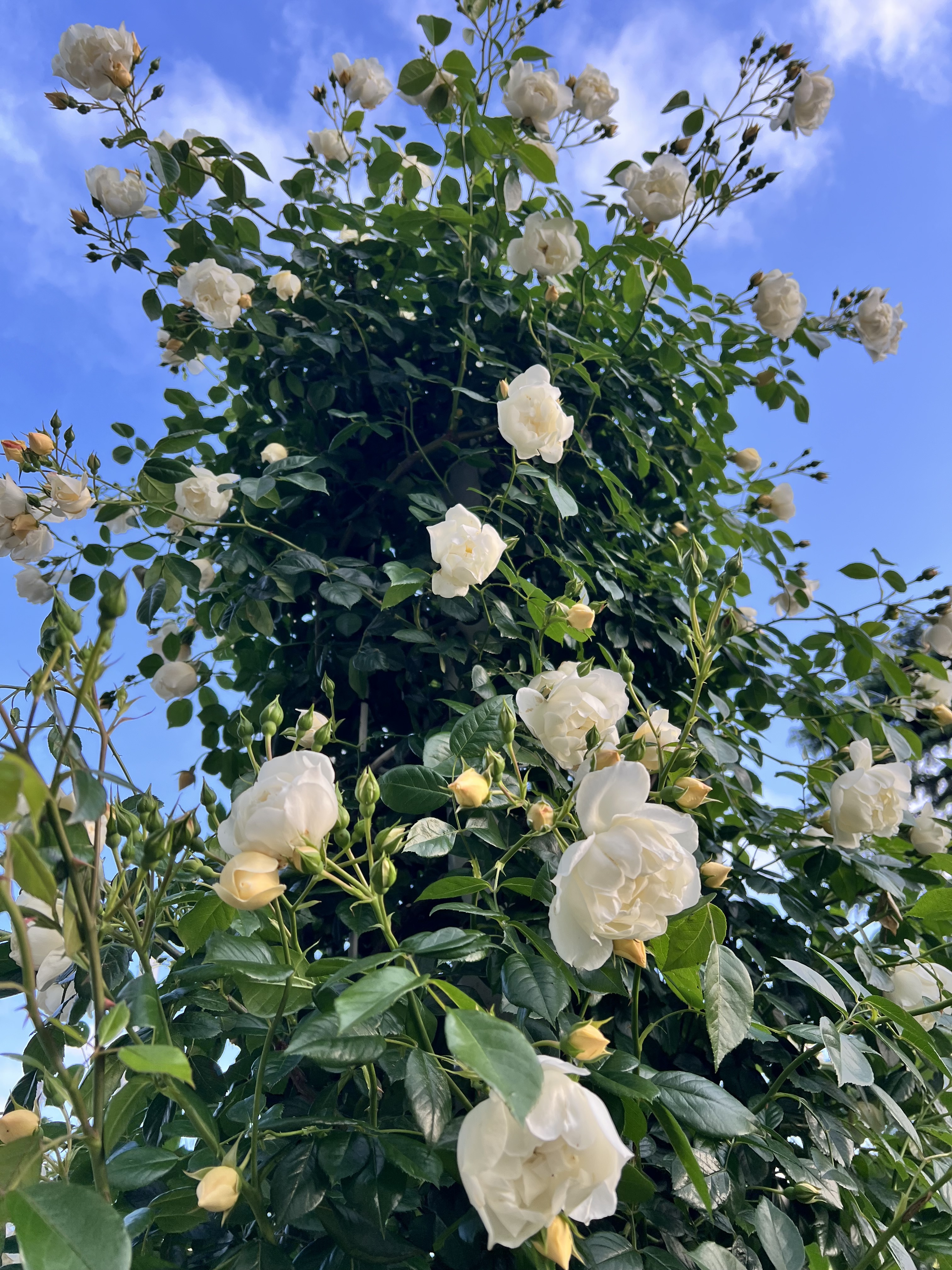IMG_6090.jpeg