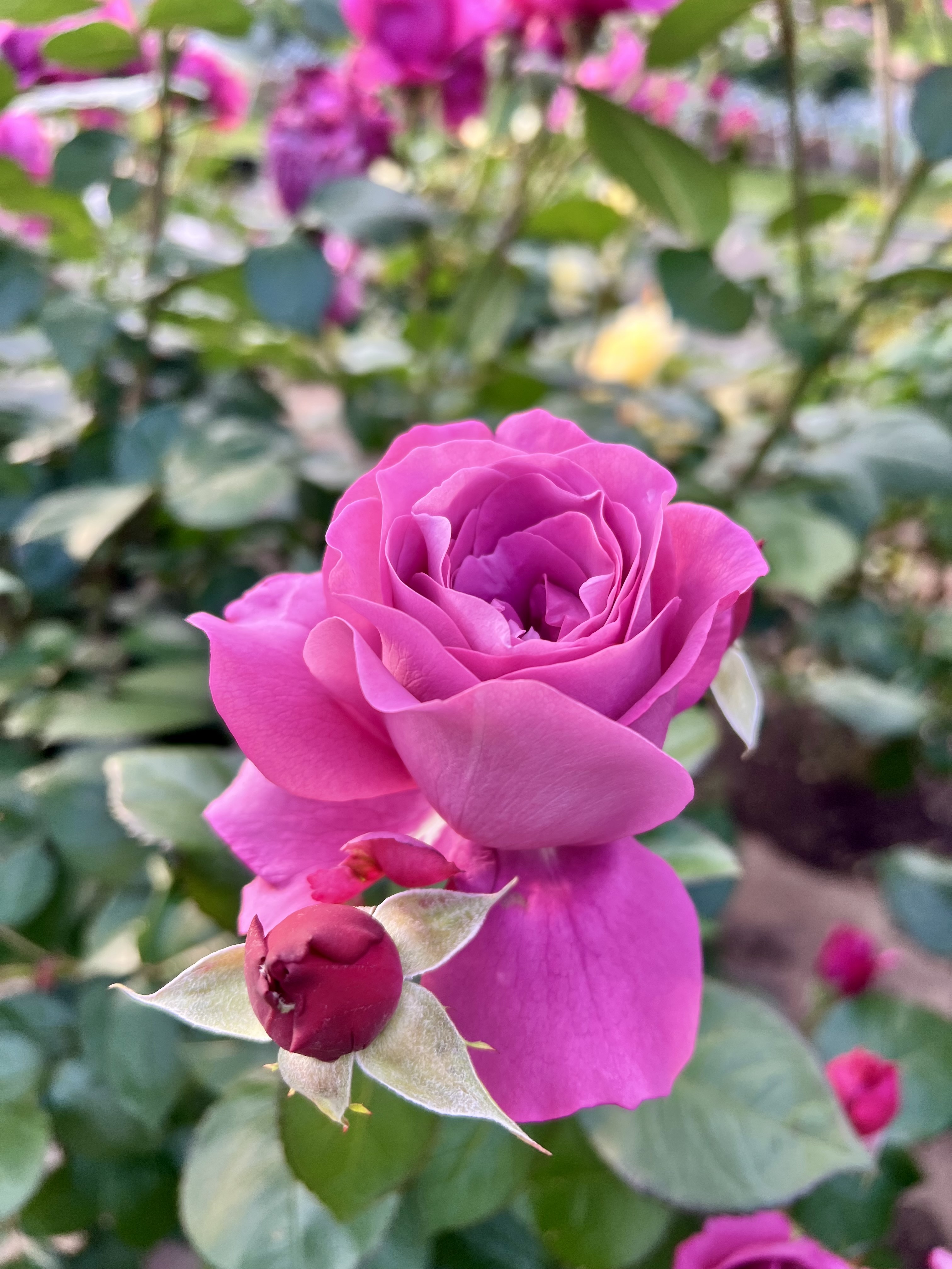 IMG_6092.jpeg