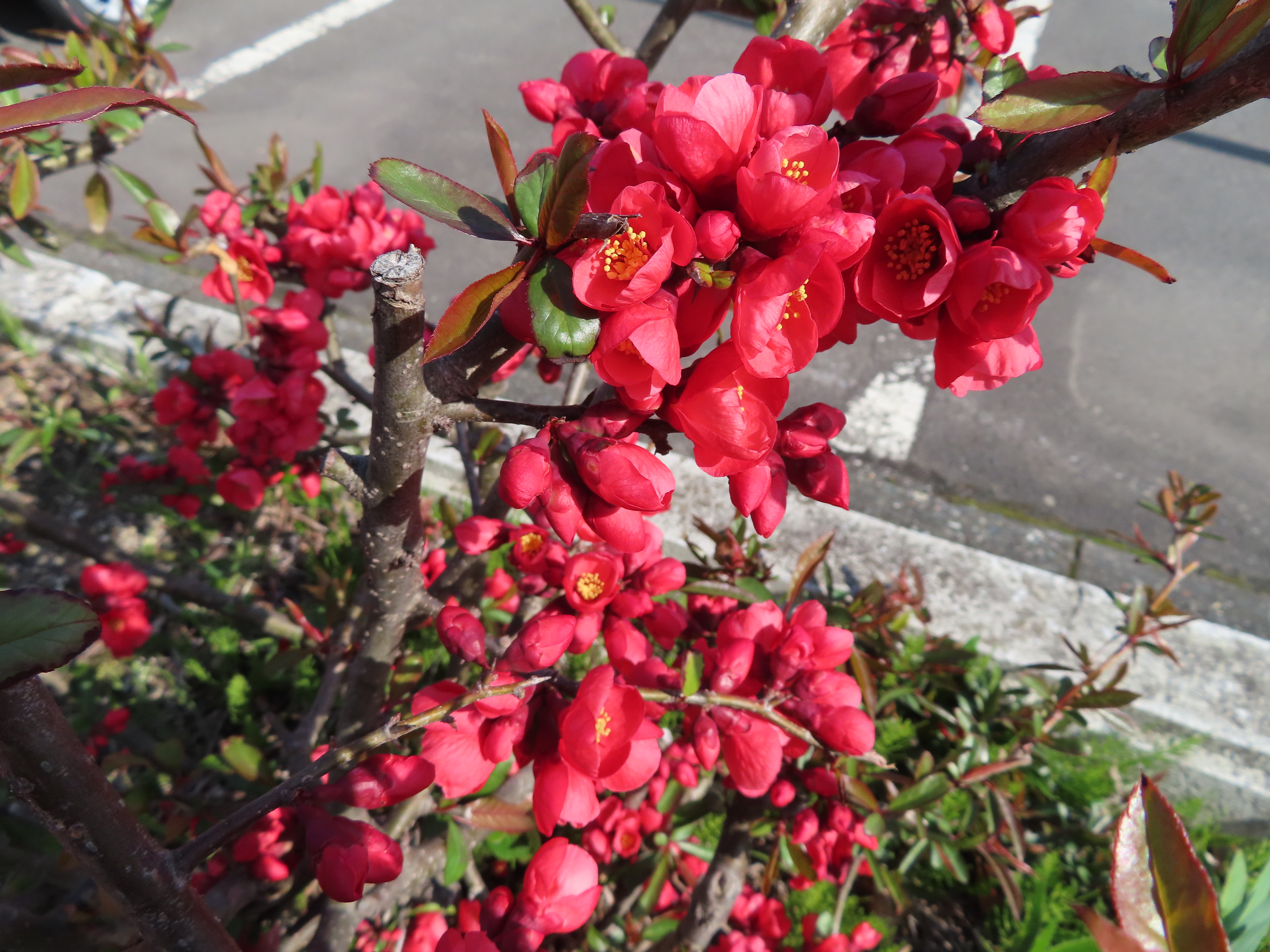 IMG_2648.jpeg