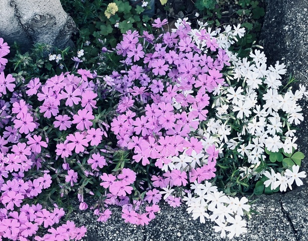 IMG_2703.jpeg