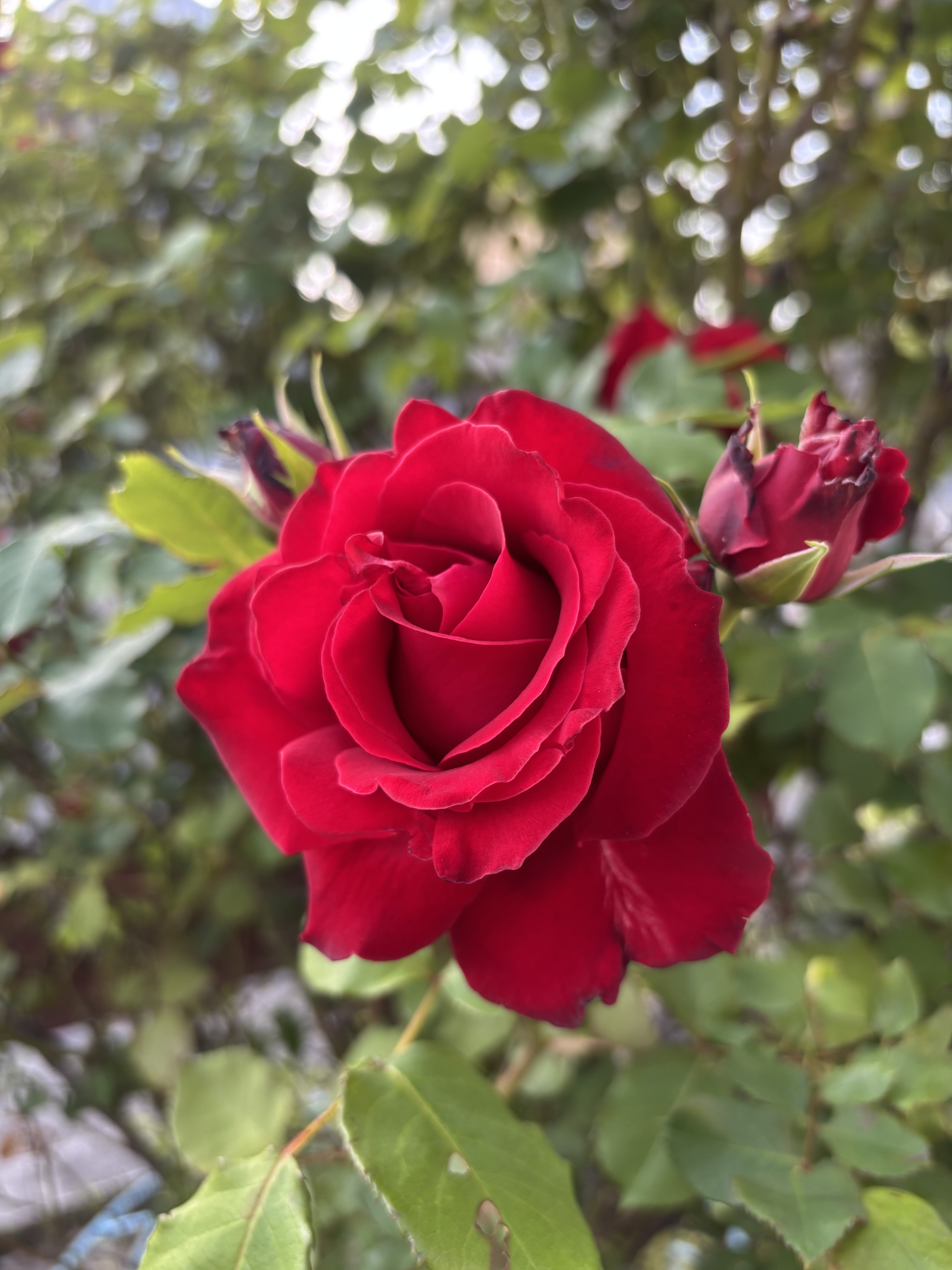 IMG_5708.jpeg