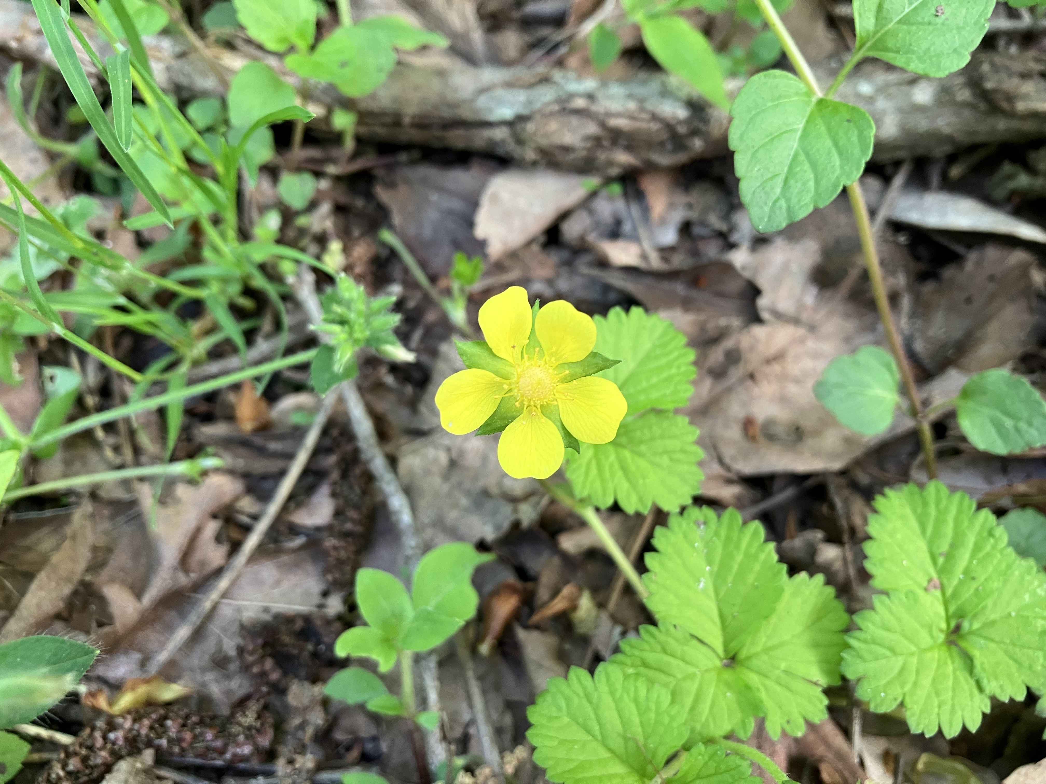 IMG_1612.jpeg
