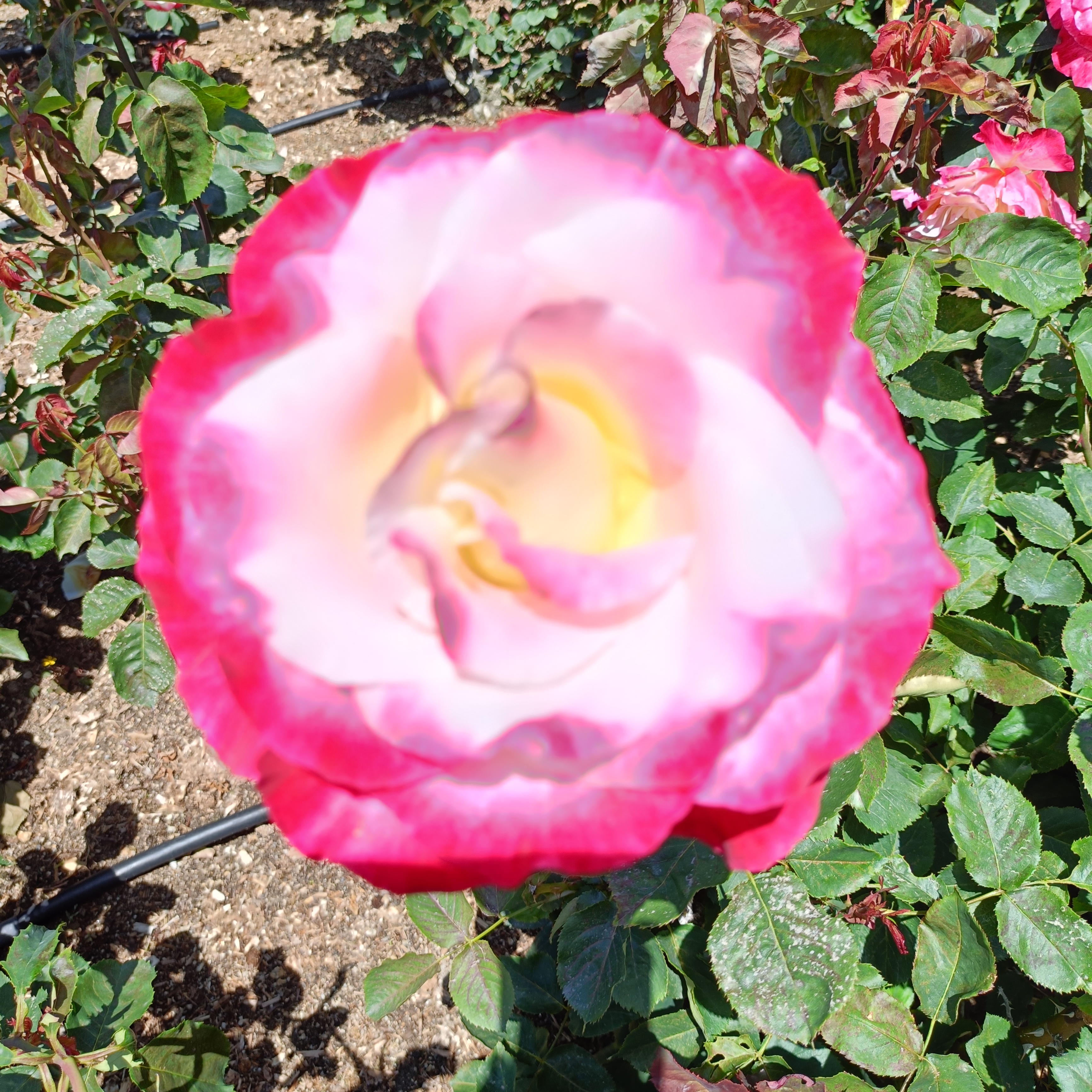 IMG20250508110413.jpg