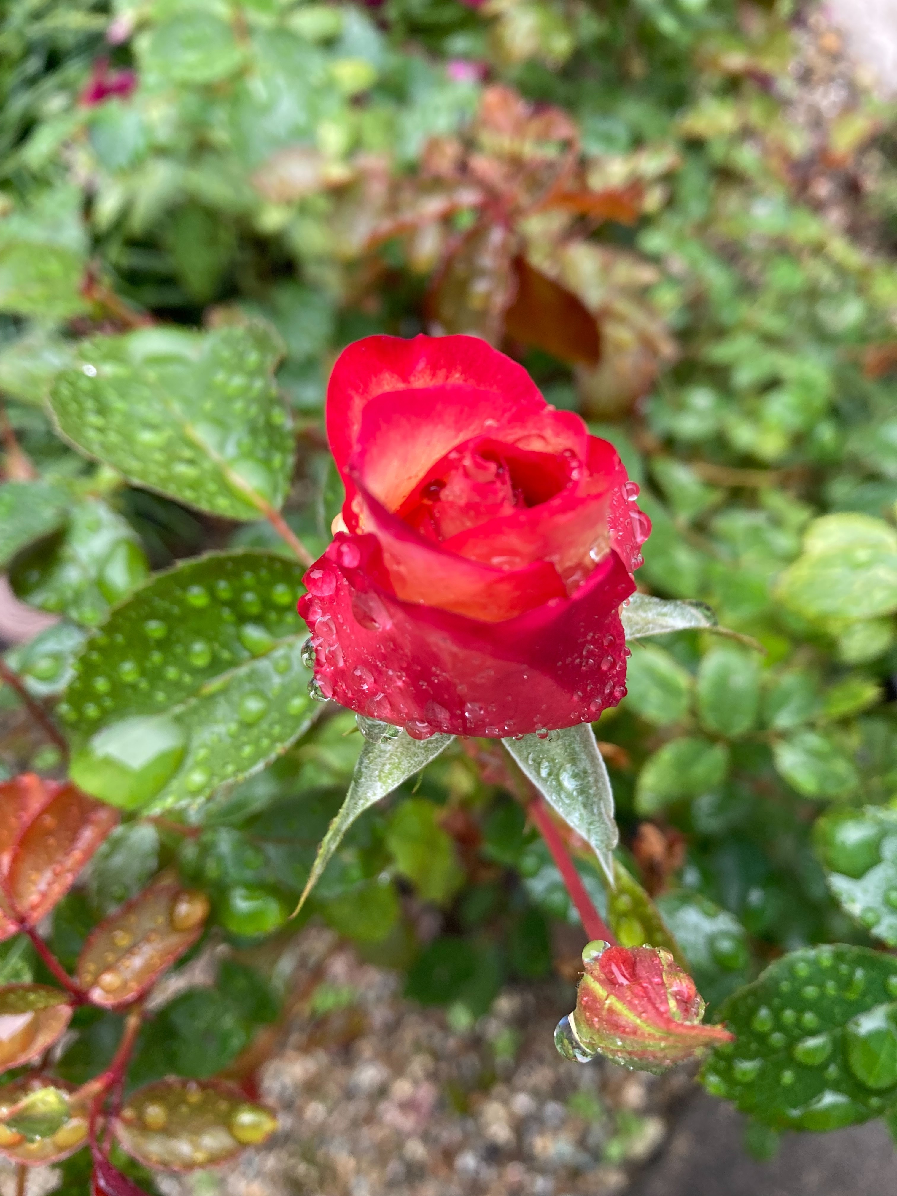 EF380303-DC6B-4475-8C1D-0ECAD58A4DE1.jpeg