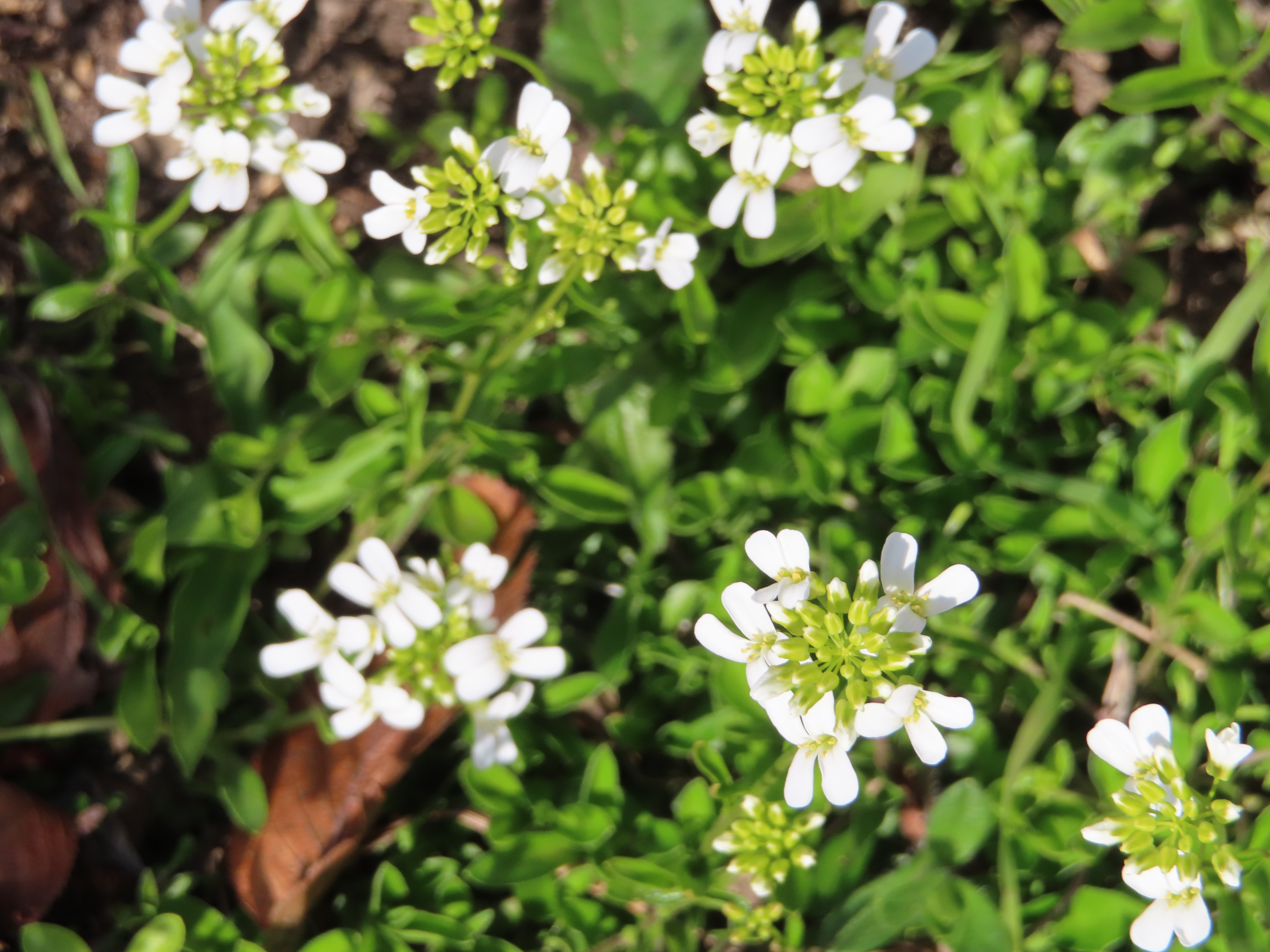 IMG_2650.jpeg