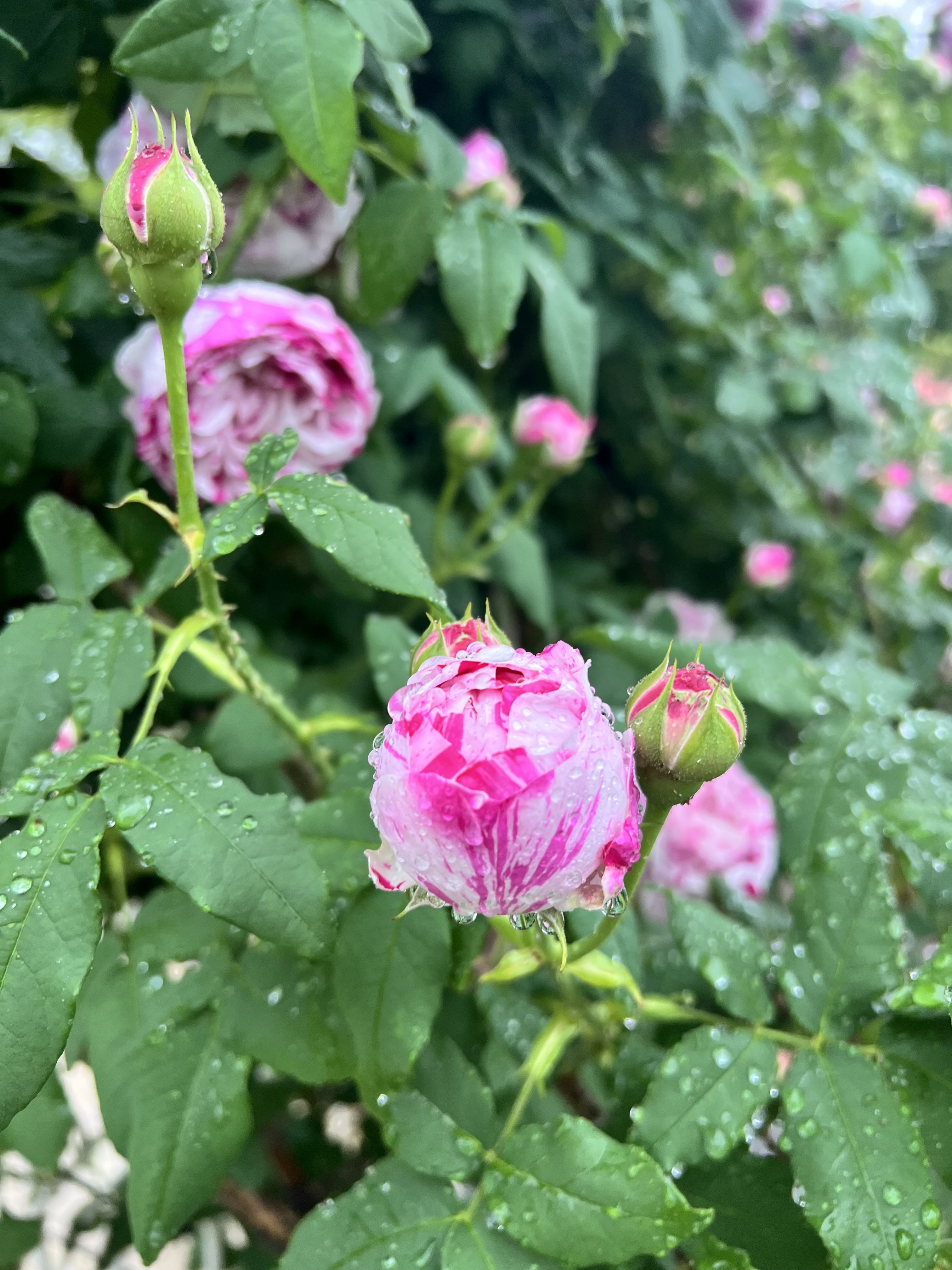IMG_6408.jpeg