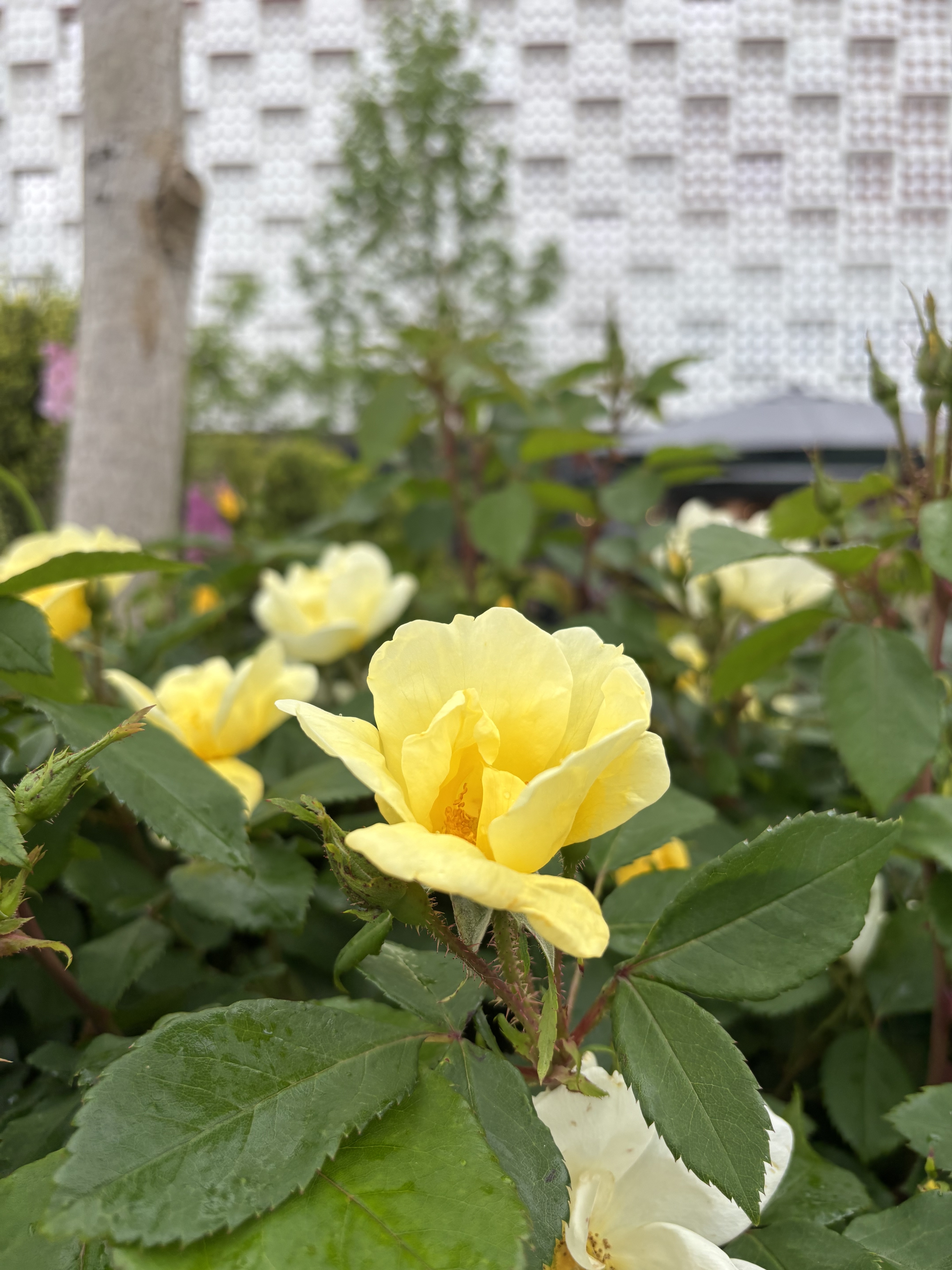 IMG_6056.jpeg