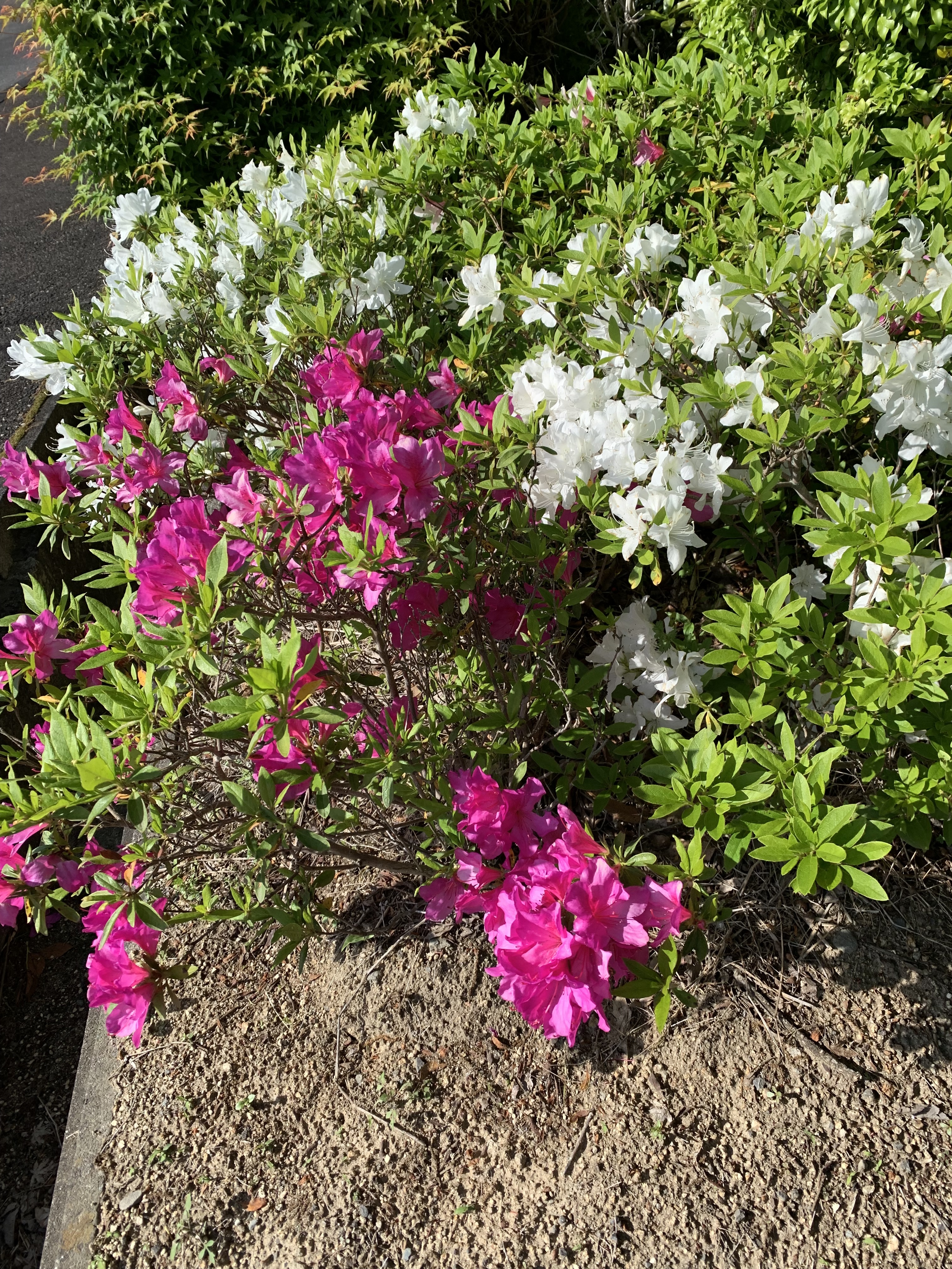 IMG_3526.jpeg