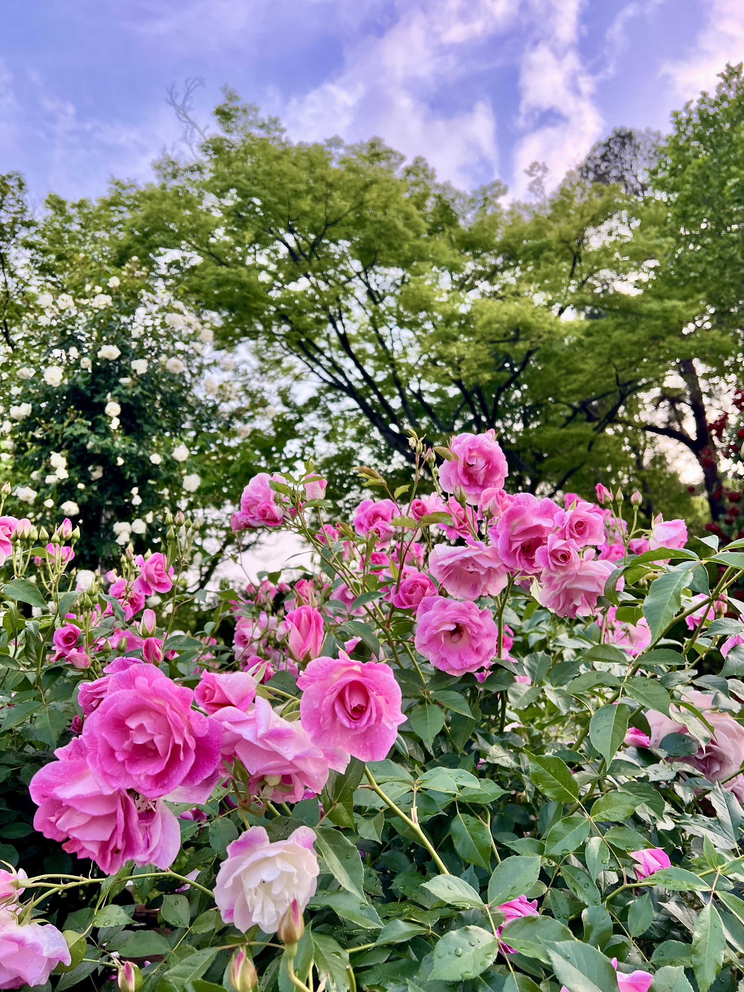 IMG_6592.jpeg