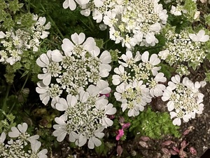 IMG_1638.jpeg