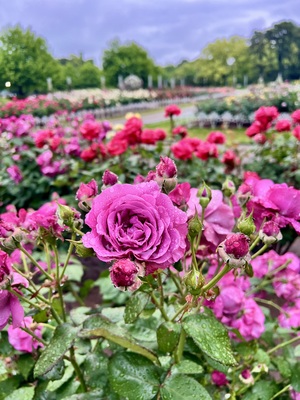 IMG_7068.jpeg