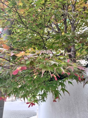 IMG20250512113039.jpg