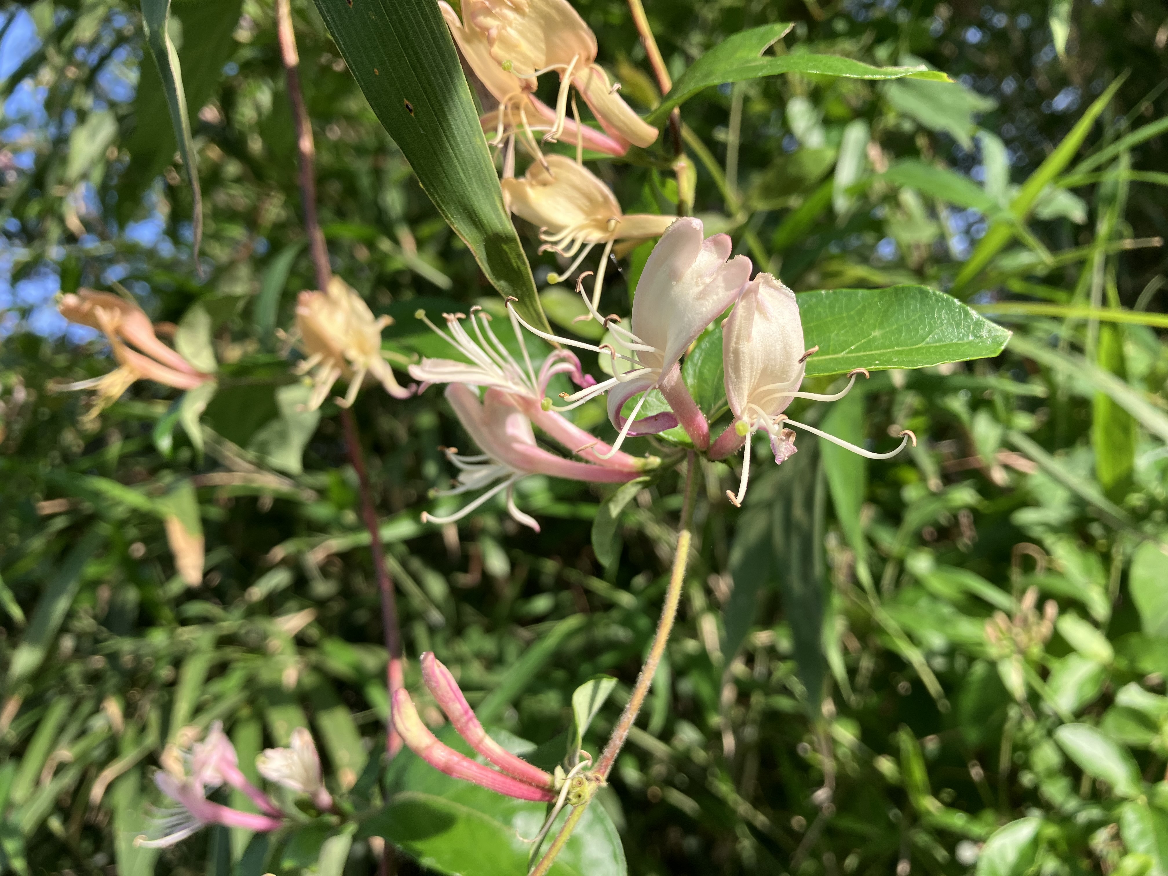 IMG_1687.jpeg