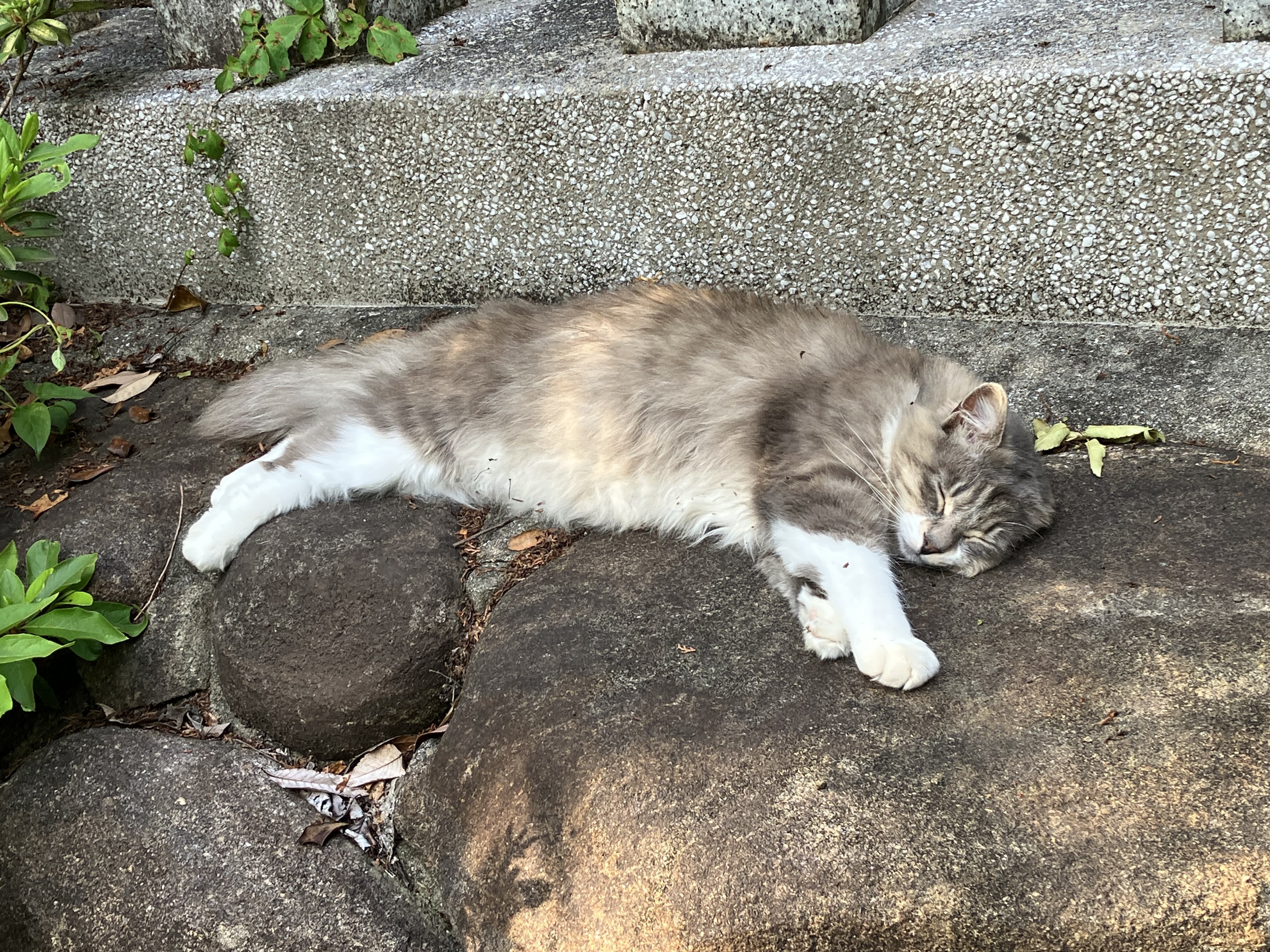 IMG_1729.jpeg