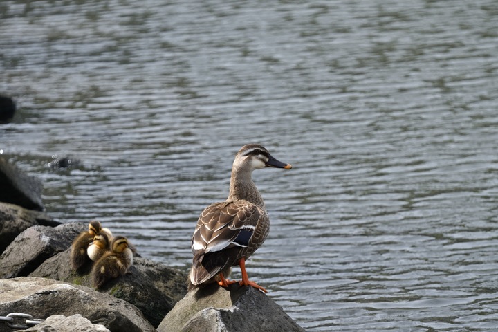カルガモ親子.JPG