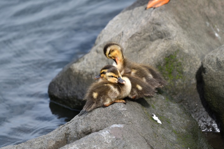 カルガモ親子_02.JPG