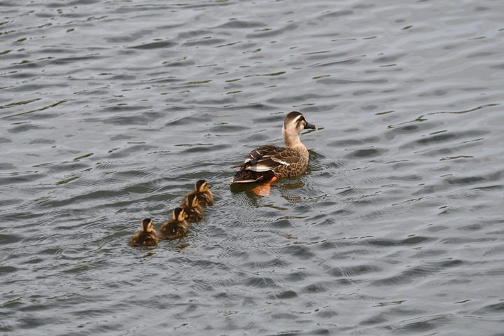 カルガモ親子_06.JPG