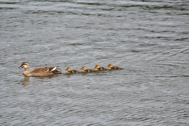 カルガモ親子_07.JPG