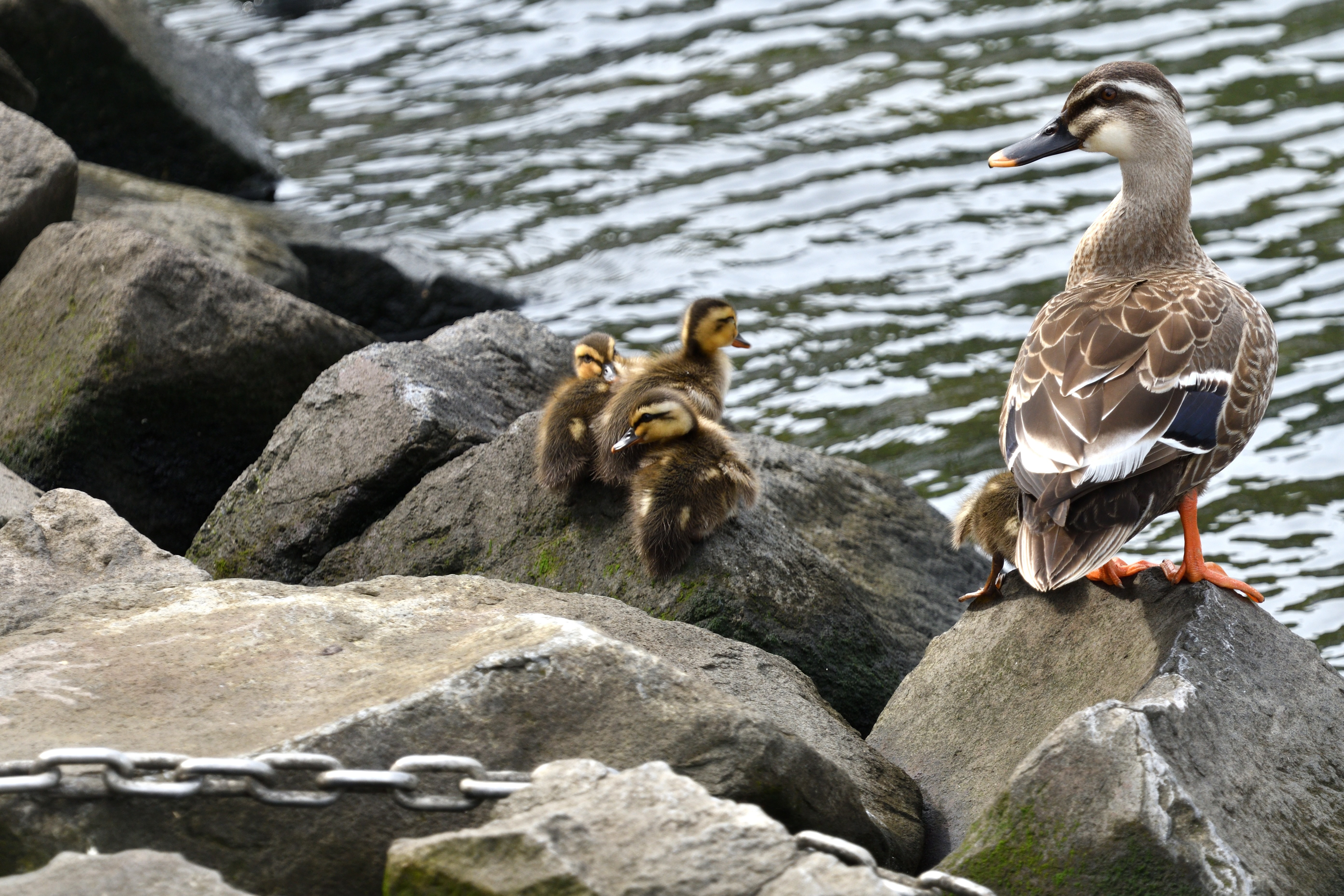 カルガモ親子.JPG