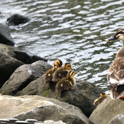 カルガモ親子_01.JPG