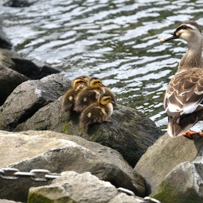 カルガモ親子_02.JPG
