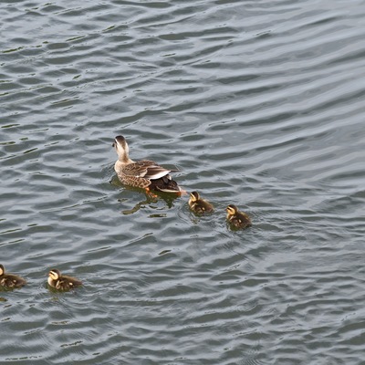 カルガモ親子_08.JPG