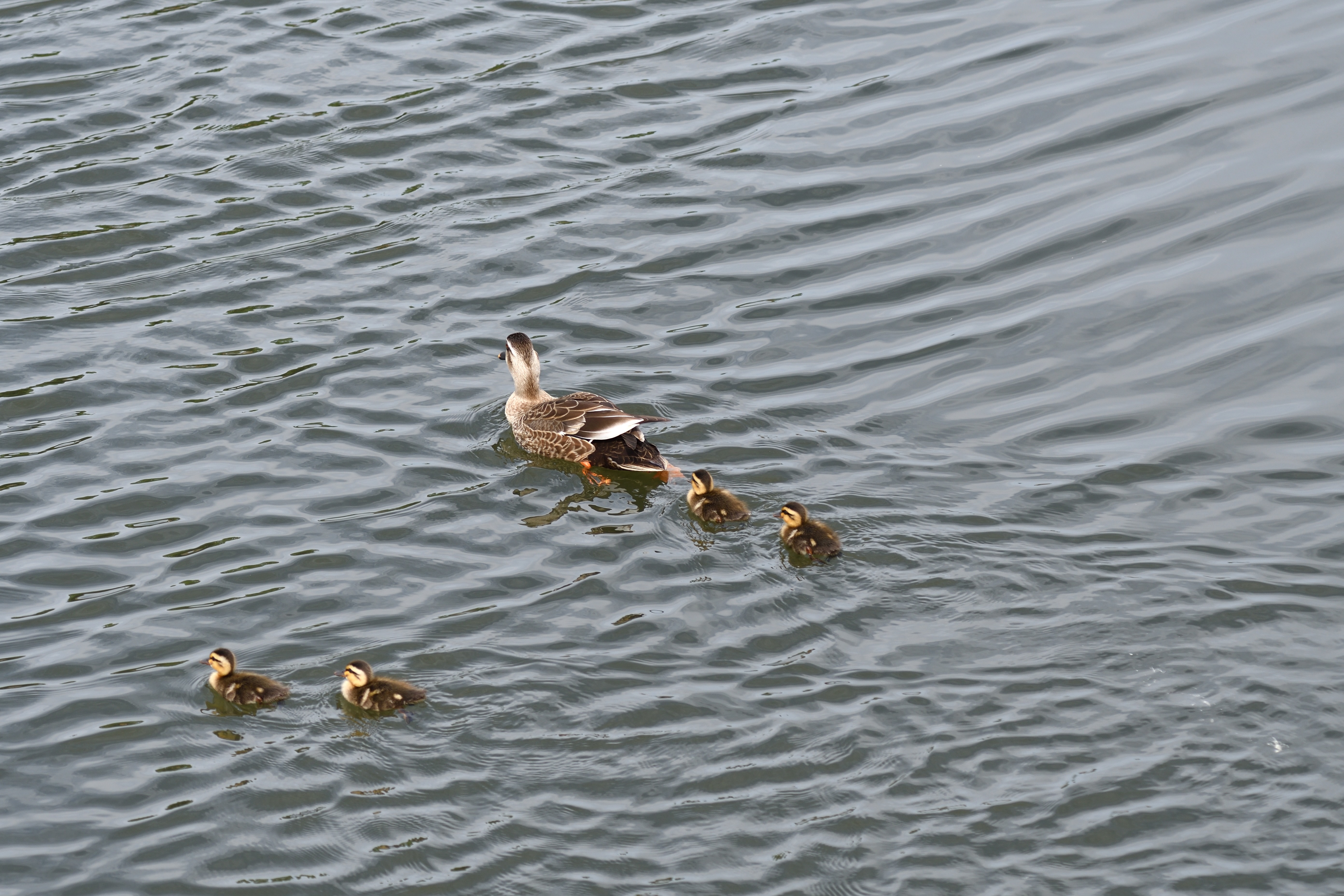 カルガモ親子_08.JPG