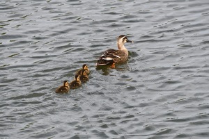 カルガモ親子_09.JPG