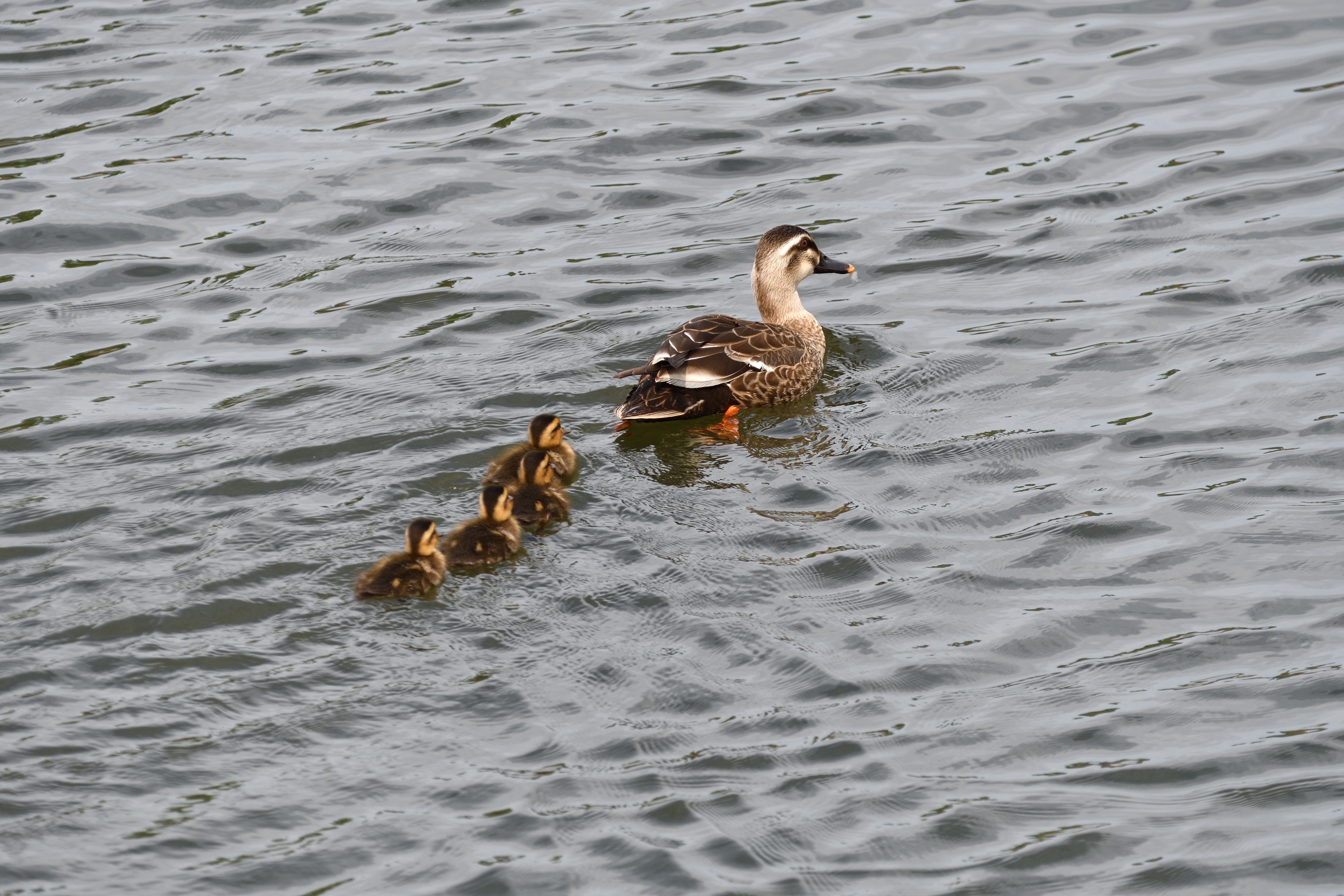 カルガモ親子_09.JPG