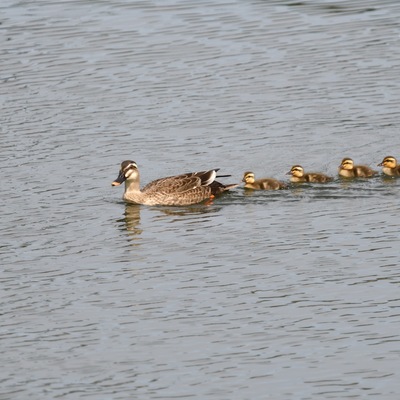 カルガモ親子_10.JPG