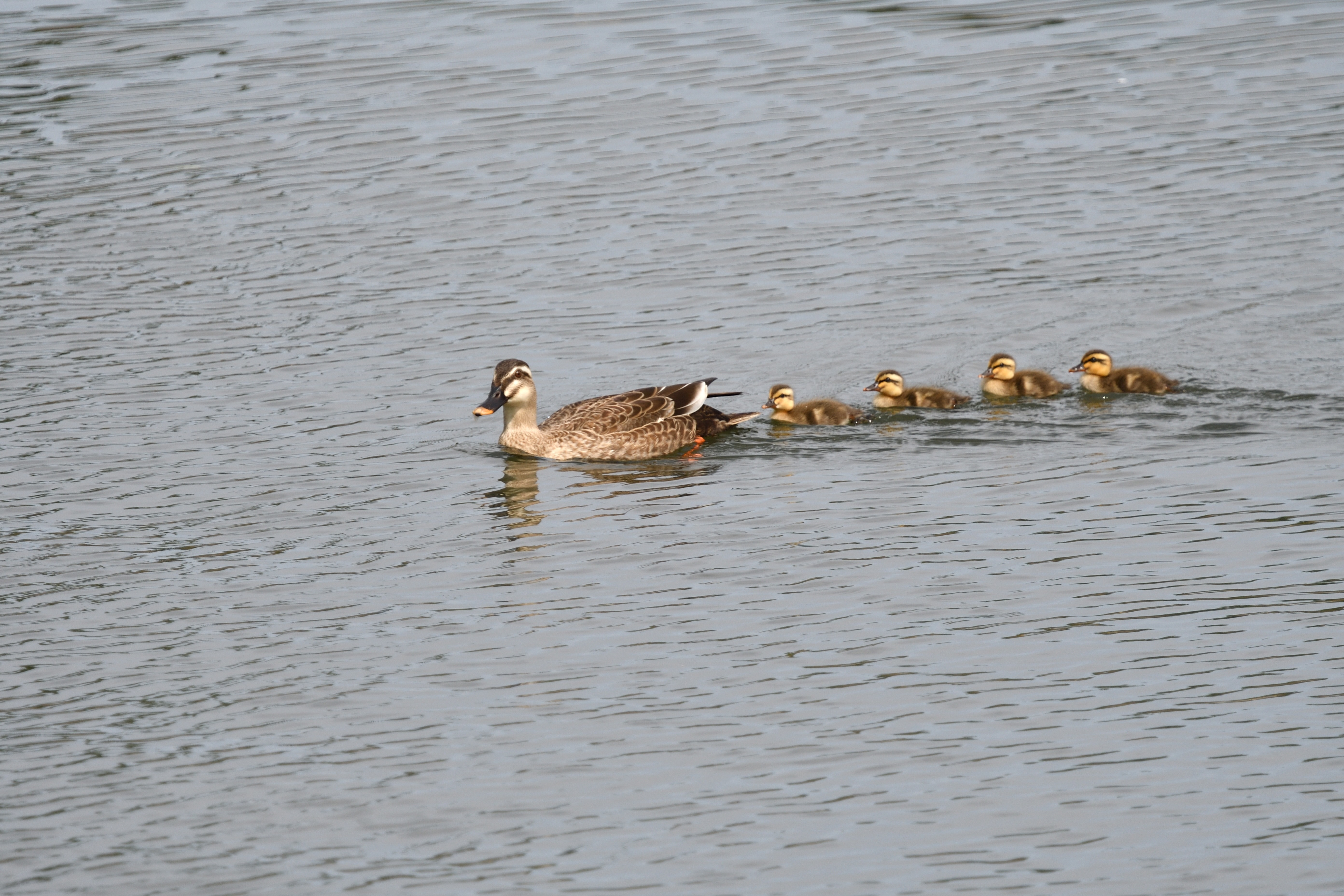 カルガモ親子_10.JPG