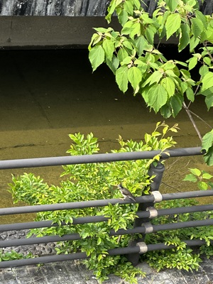 IMG_0471.jpeg