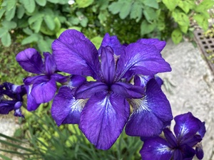 IMG_2086.jpeg
