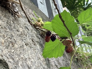 IMG_1912.jpeg